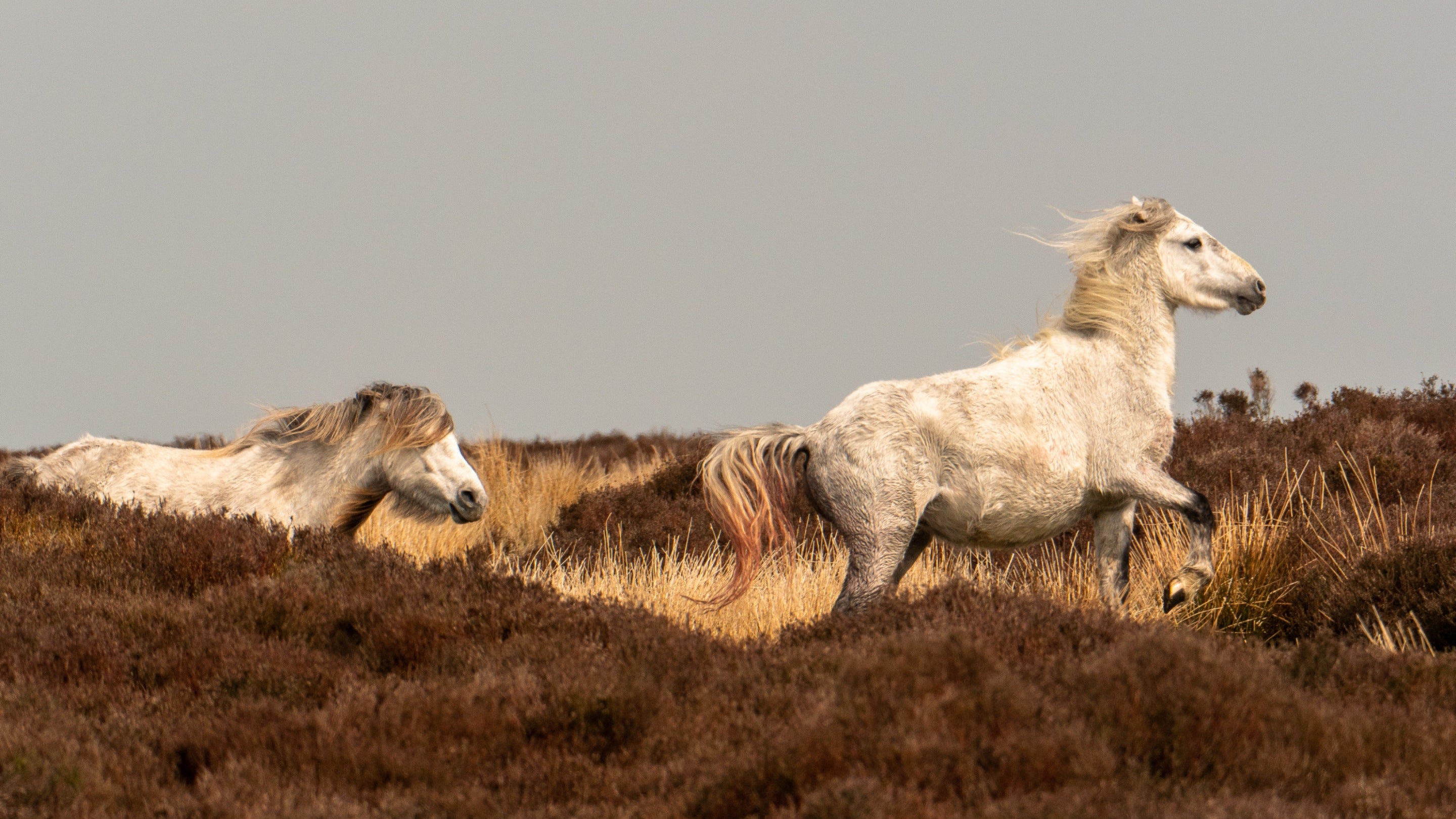 Wild ponies roaming through heather at Carding Mill Valley and the Long Mynd, Shropshire