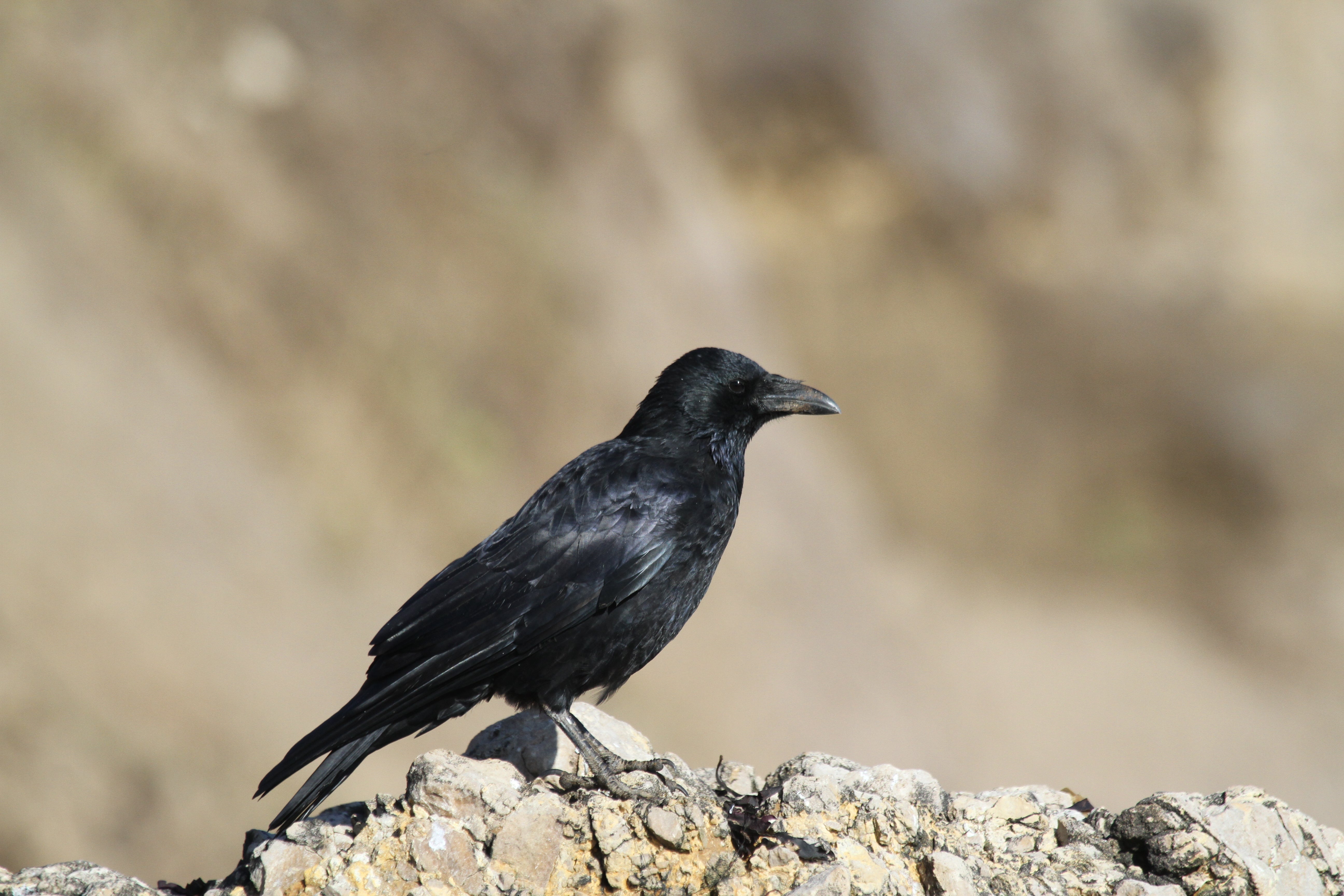 Black corvid perched on a stone wall against a blurred natural background.