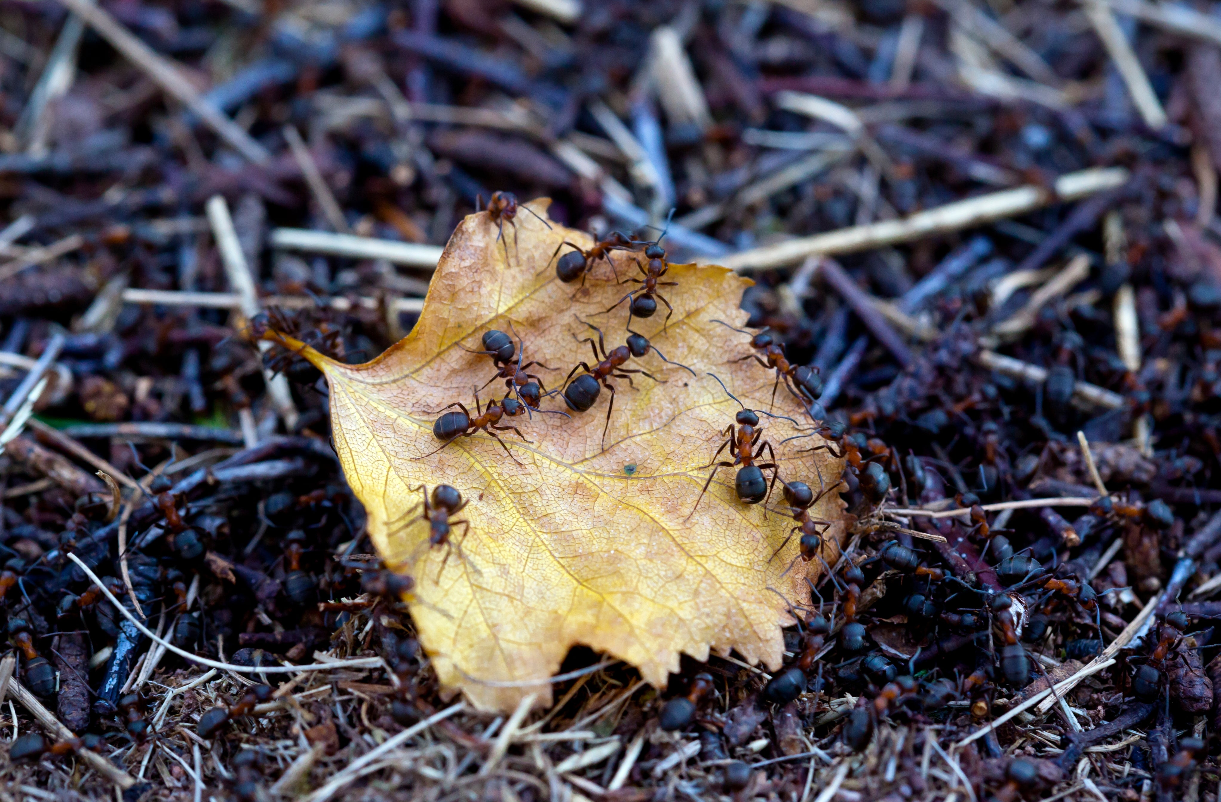 Northern hairy wood ants gathered around a fallen leaf on the forest floor at Bolehill Quarry, Derbyshire.
