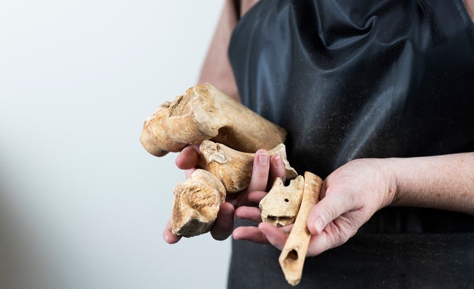 A person with a black apron holding a selection of butchered bones in their hands, the bones came from various animals.