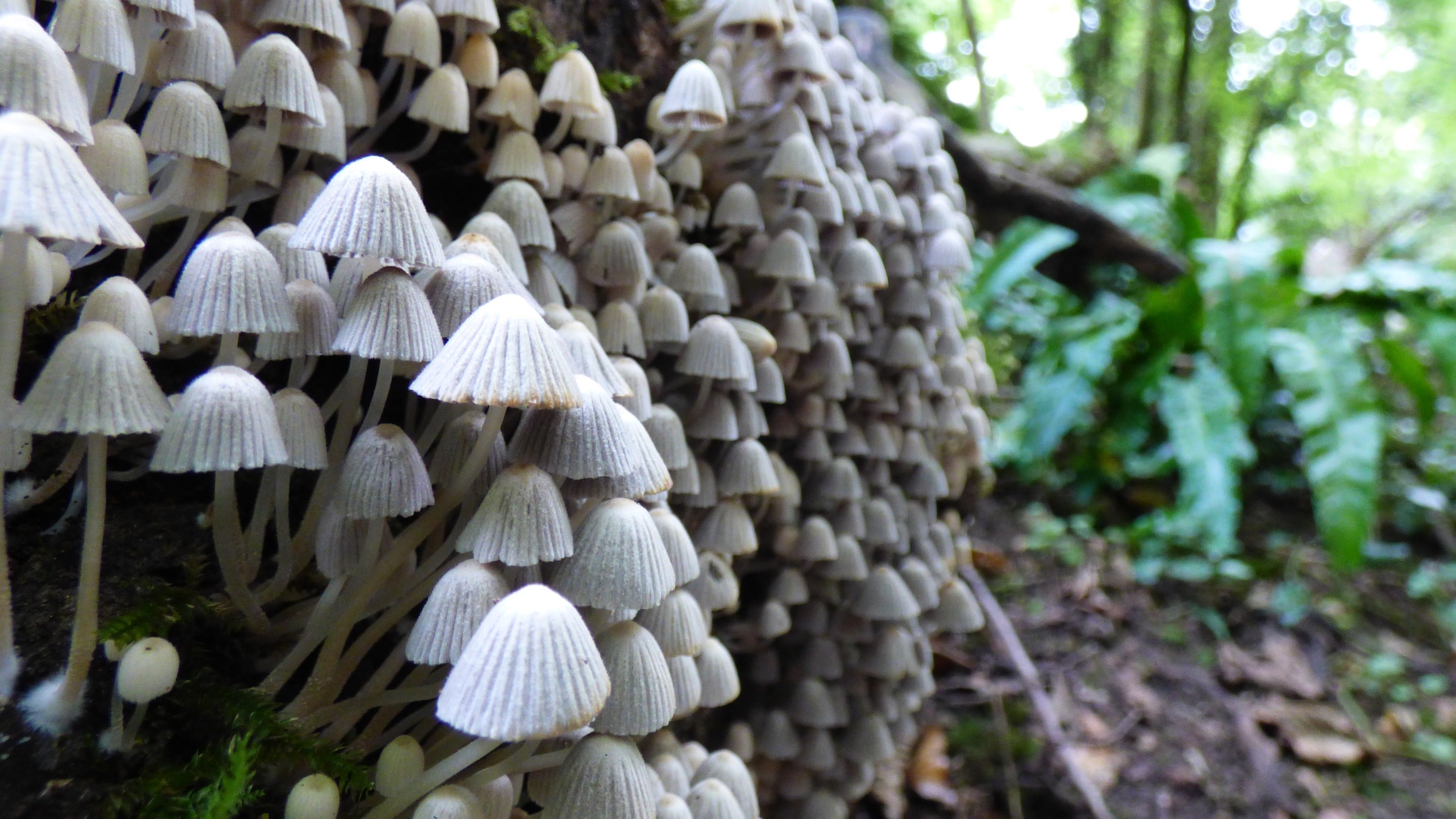 Fungi on the side of a tree on the Bath Skyline