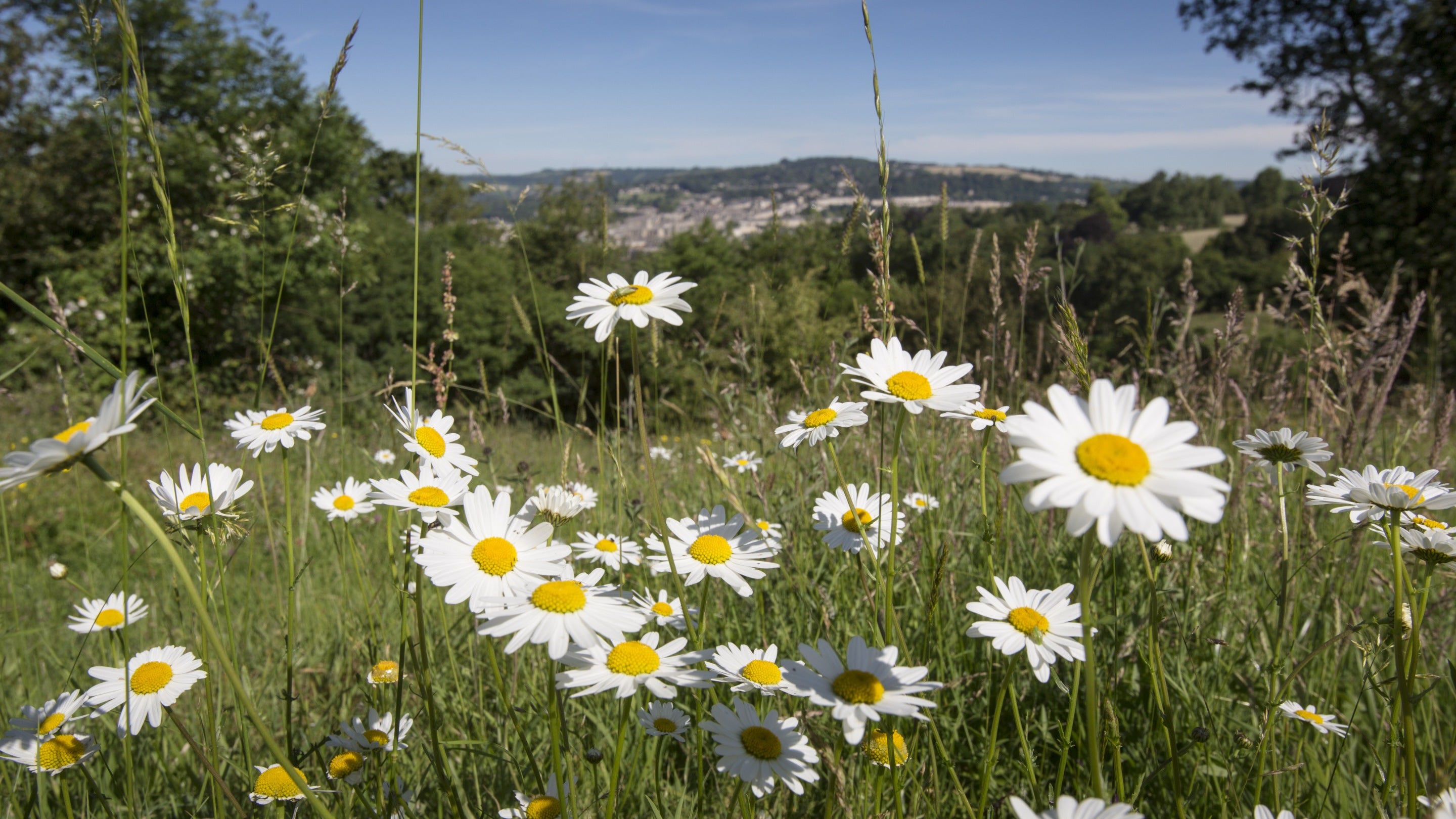 Daisies growing in a meadow with a view of the Bath Skyline beyond