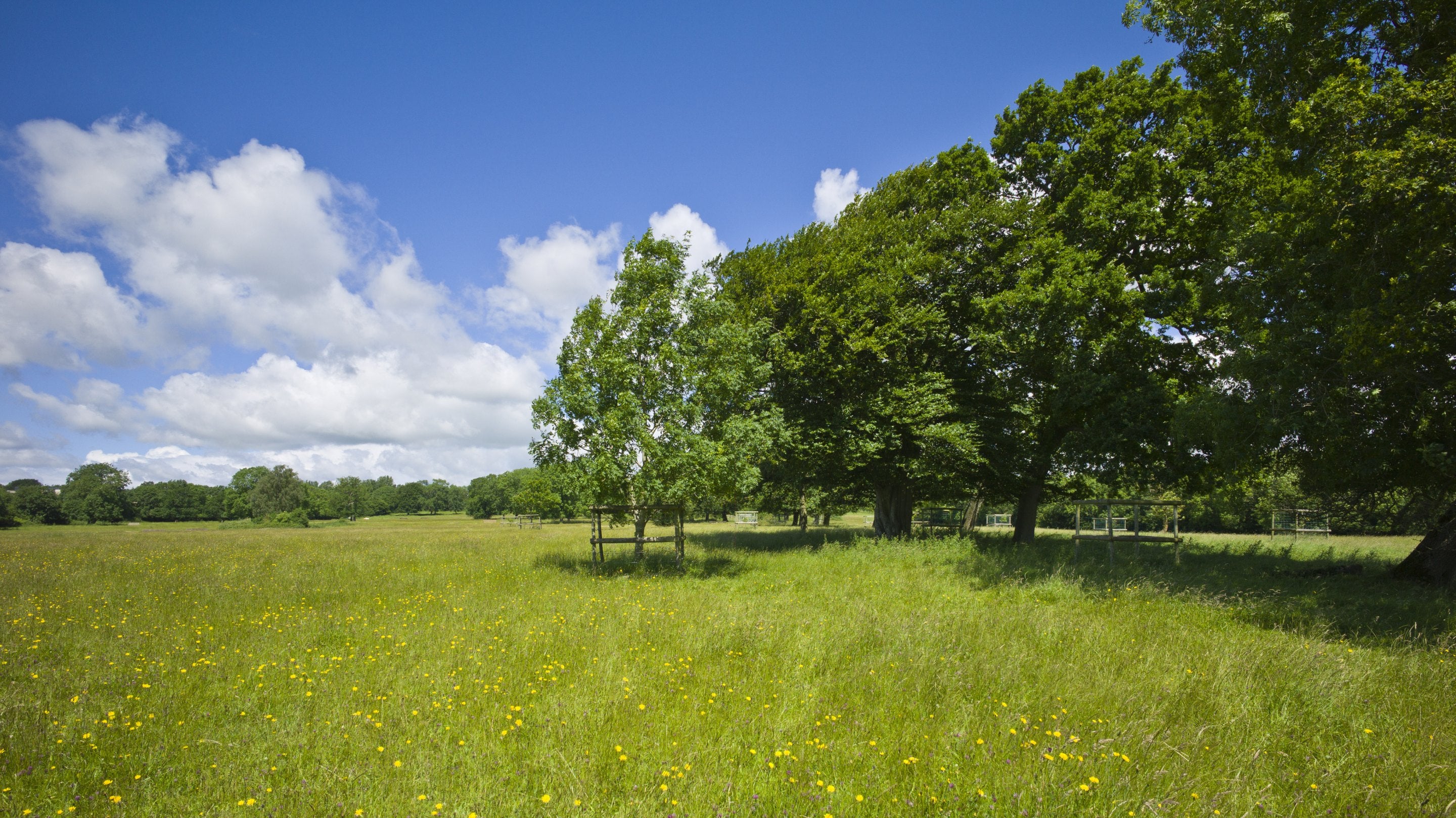 Trees, grass and wildflowers at Bushey Norwood, Bath Skyline.