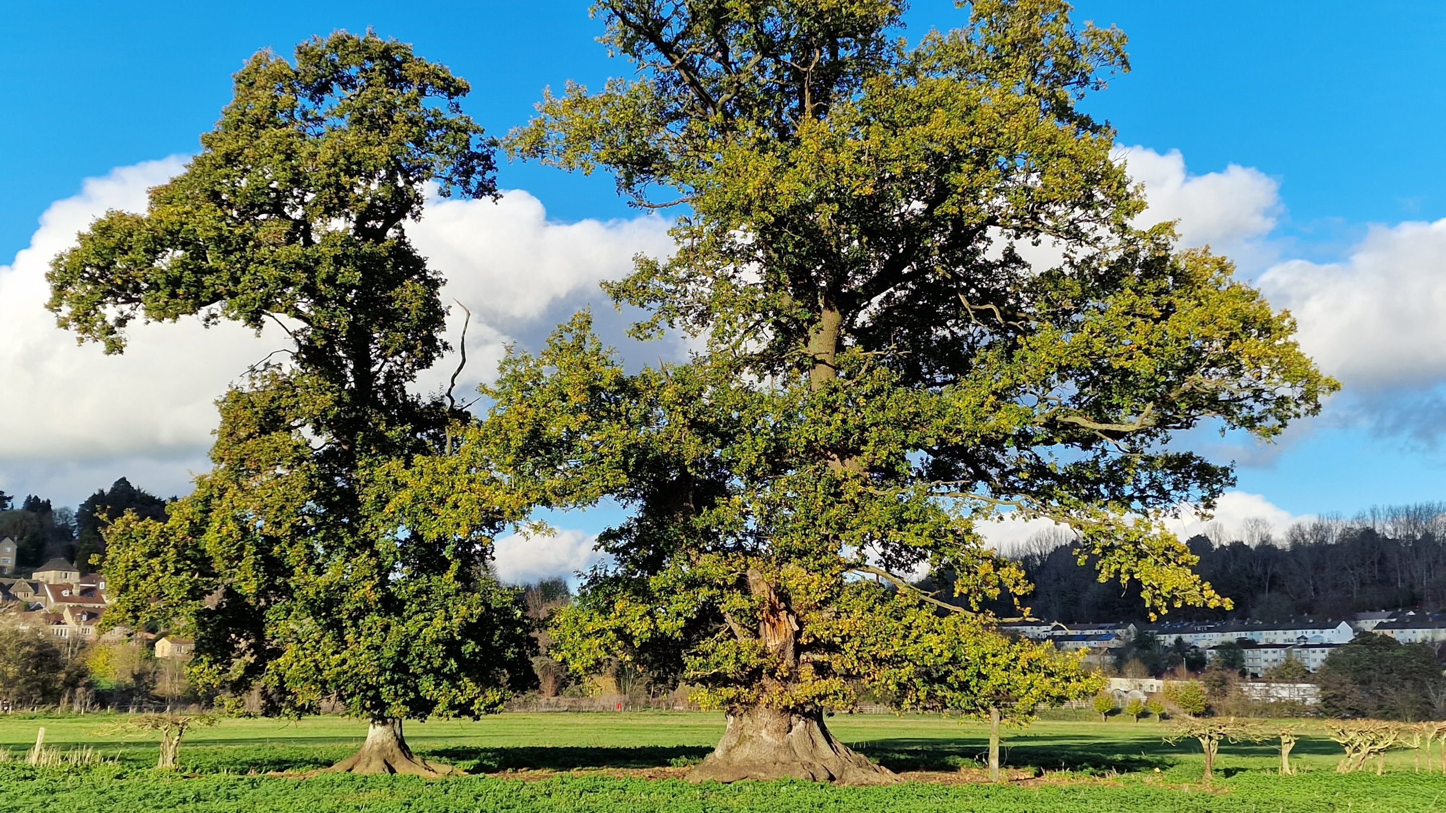 Two large oak trees side by side in a hedgerow at Bathampton Meadows, Bath