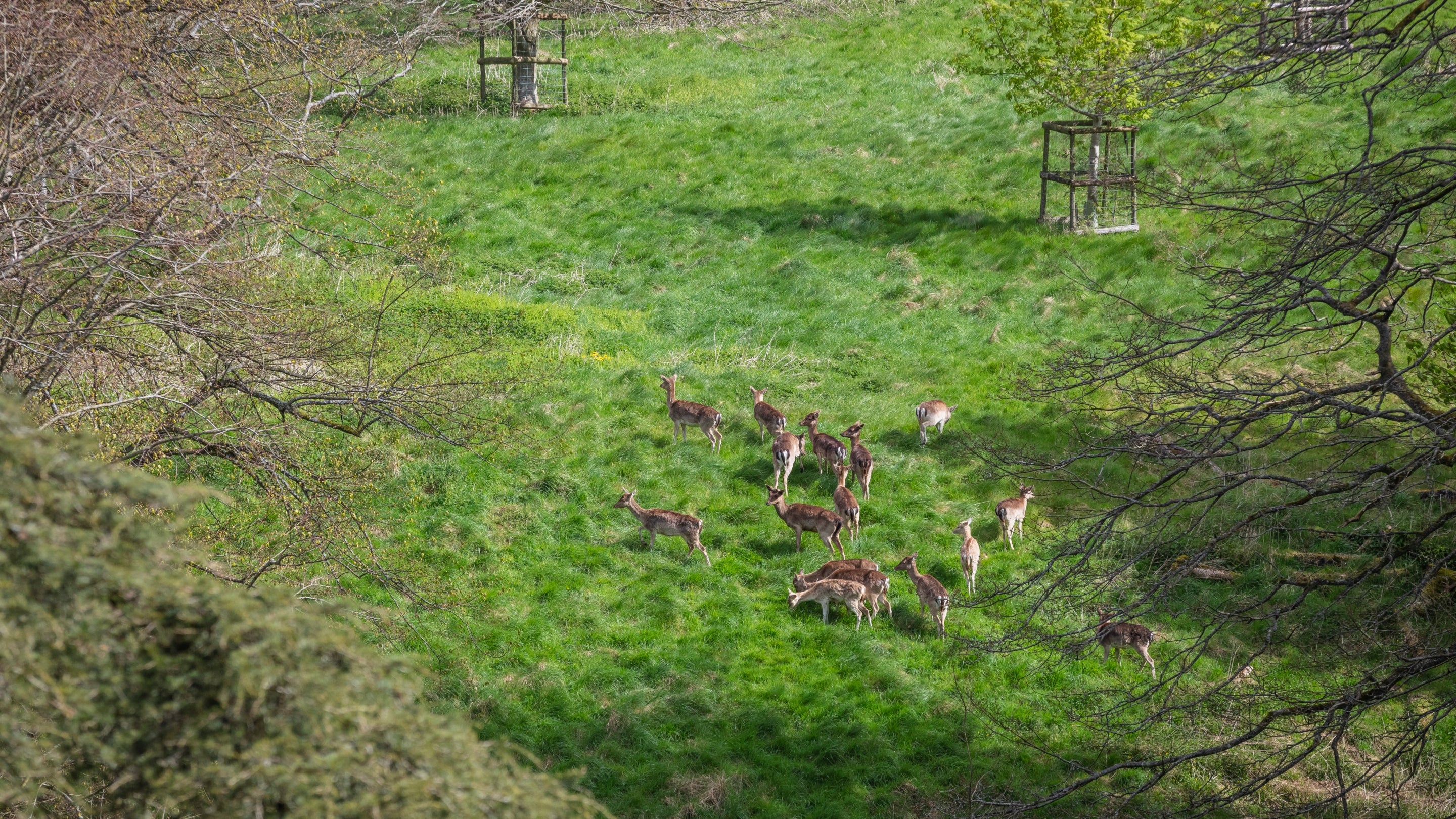 Herd of fallow deer in parkland at Dyrham Park