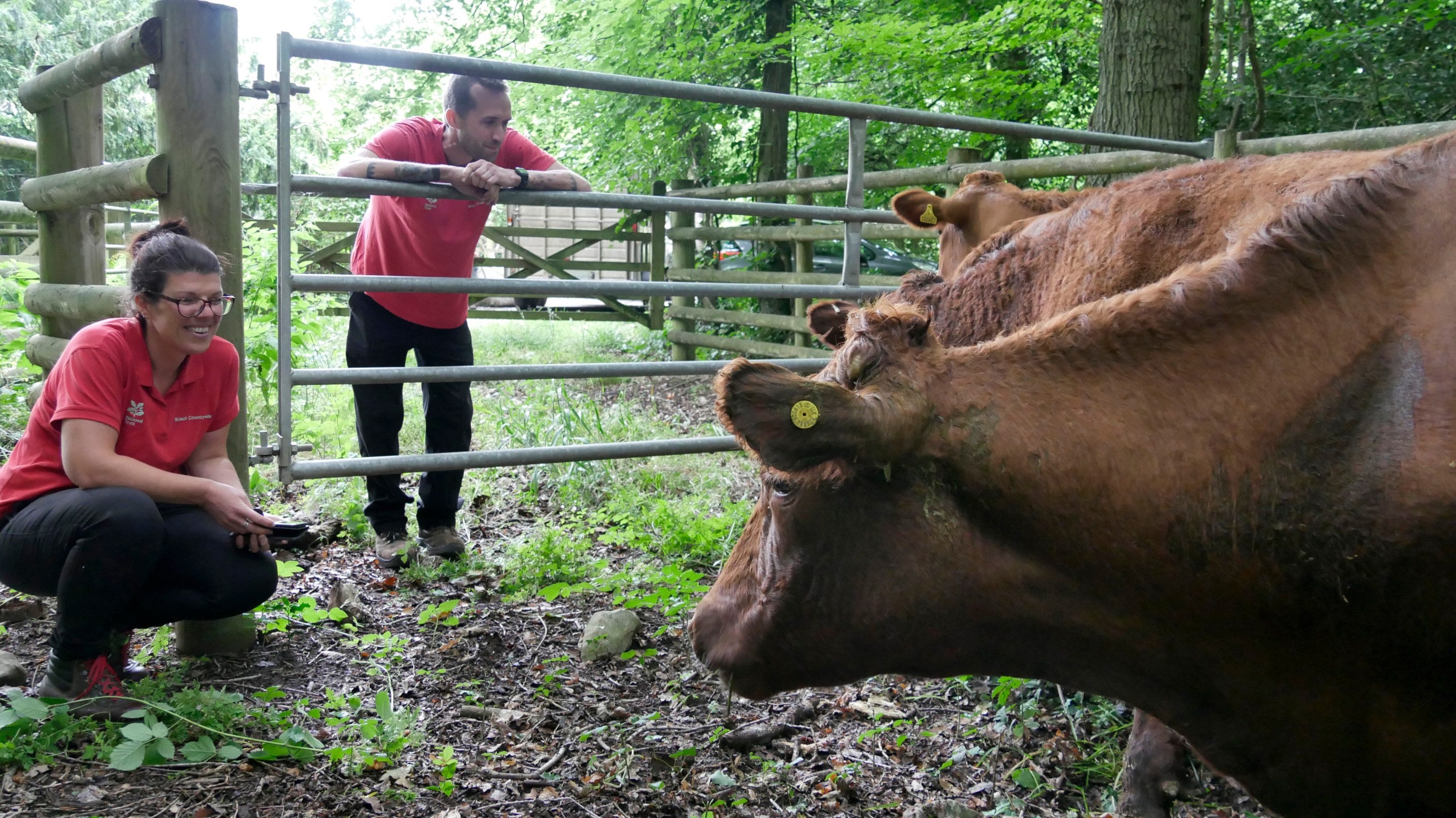 Rangers and cattle at Leigh Woods, Bristol