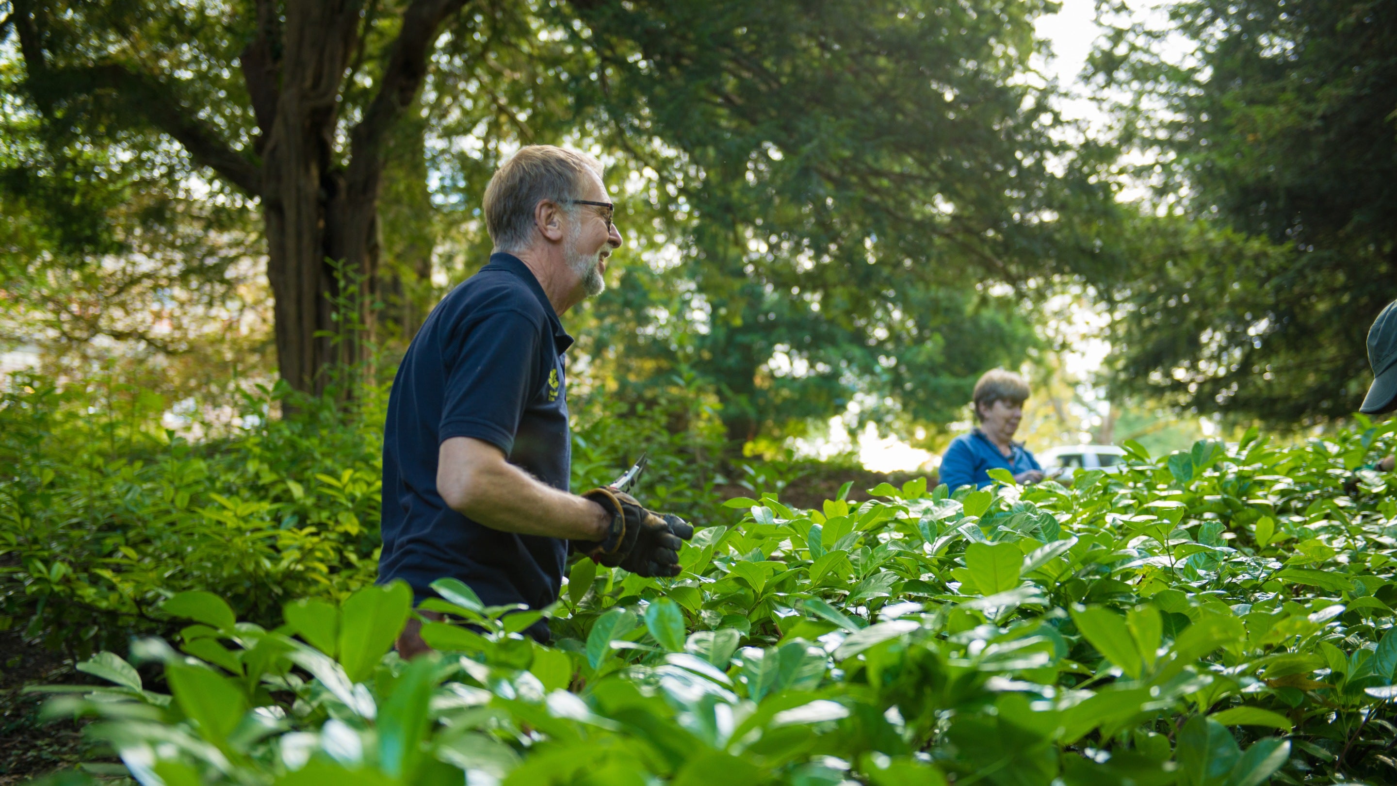 Volunteers laurel pruning at Prior Park, Bath