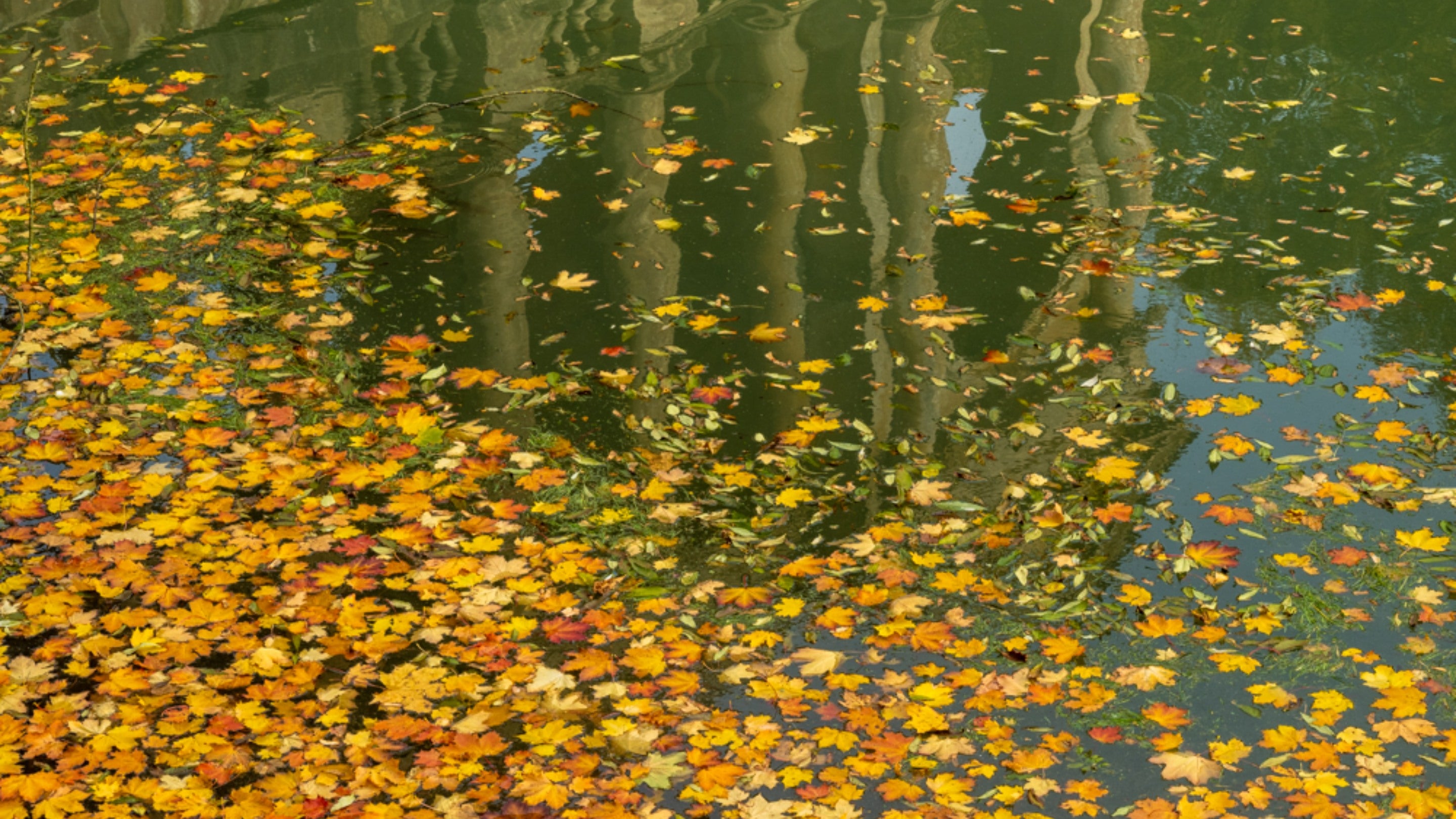 Autumn coloured leaves on the lake with a reflection of the Palladian Bridge at Prior Park