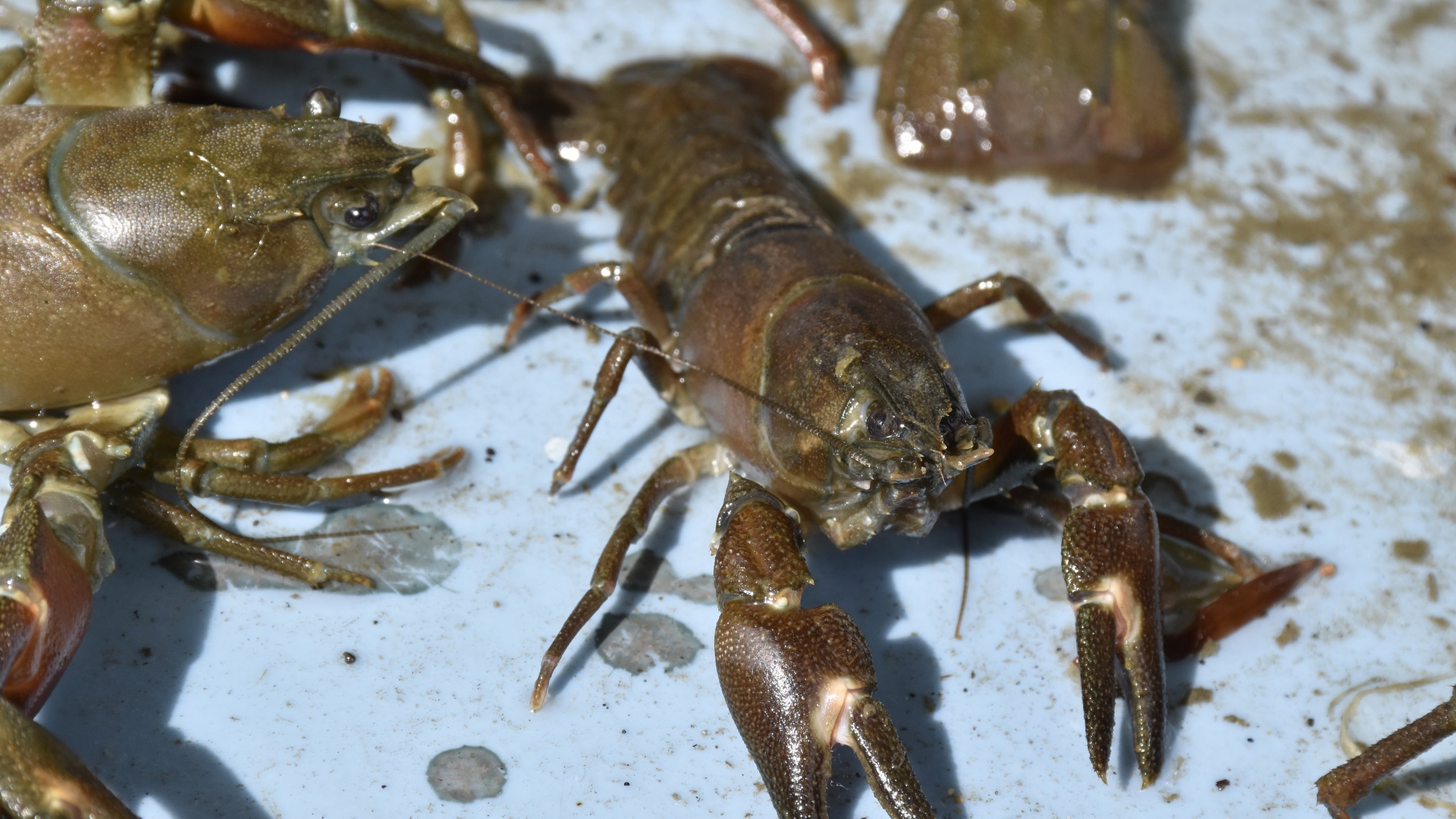 American signal crayfish found in the lakes at Prior Park, Bath
