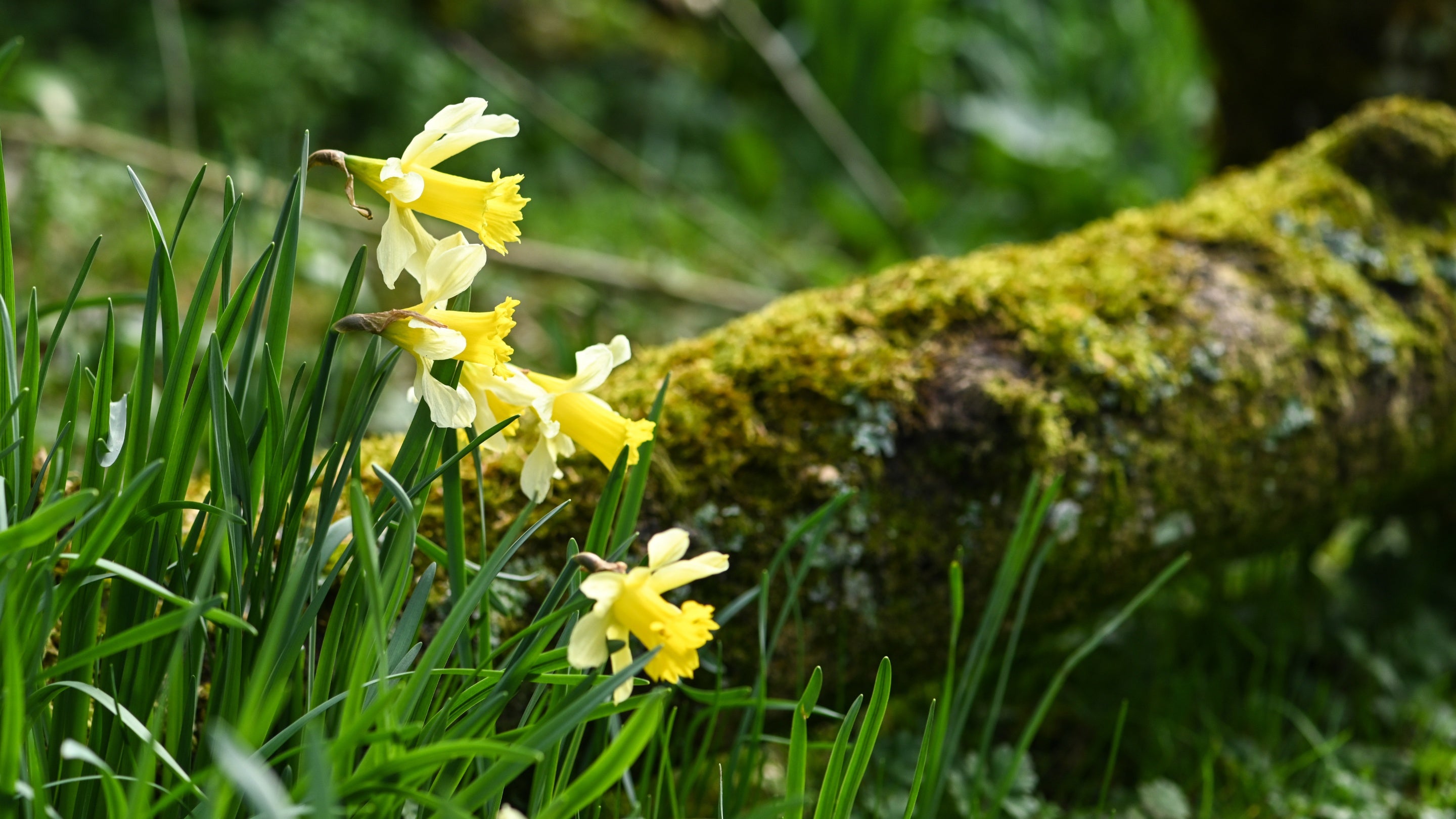 Spring daffodils in bloom at Prior Park, Bath