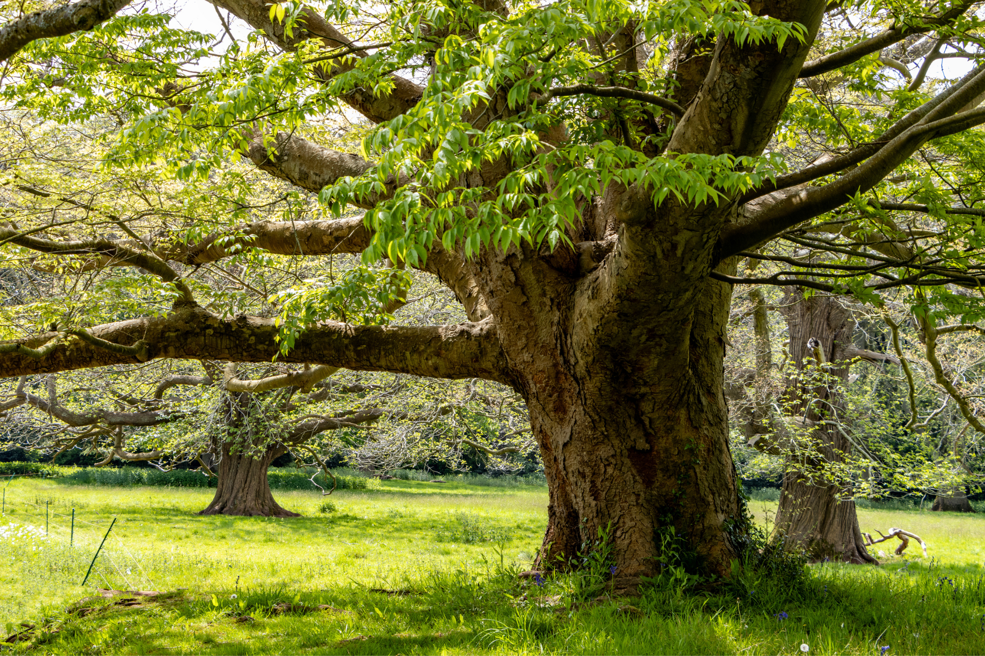 A grand chestnut tree in the sunny grounds of Tyntesfield.