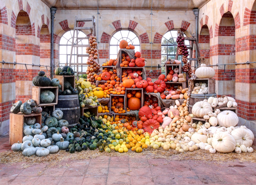 The Autumn Harvest Display at Tyntesfield, 2024, featuring a rainbof of colourful pumpkins piled up in Tyntesfield's orangery.