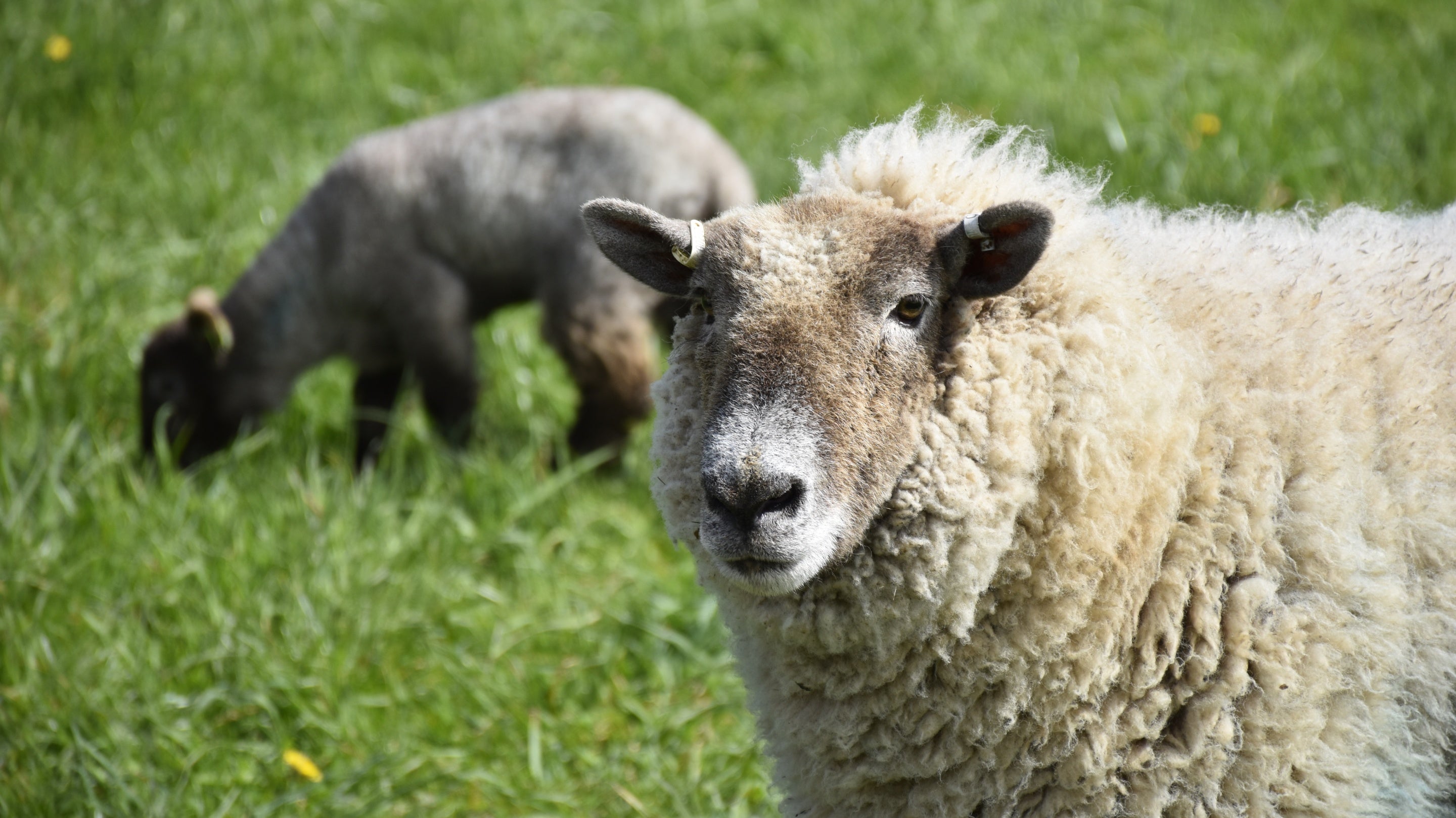 Hill radnor sheep and lamb in the orchard at Tyntesfield, Bristol
