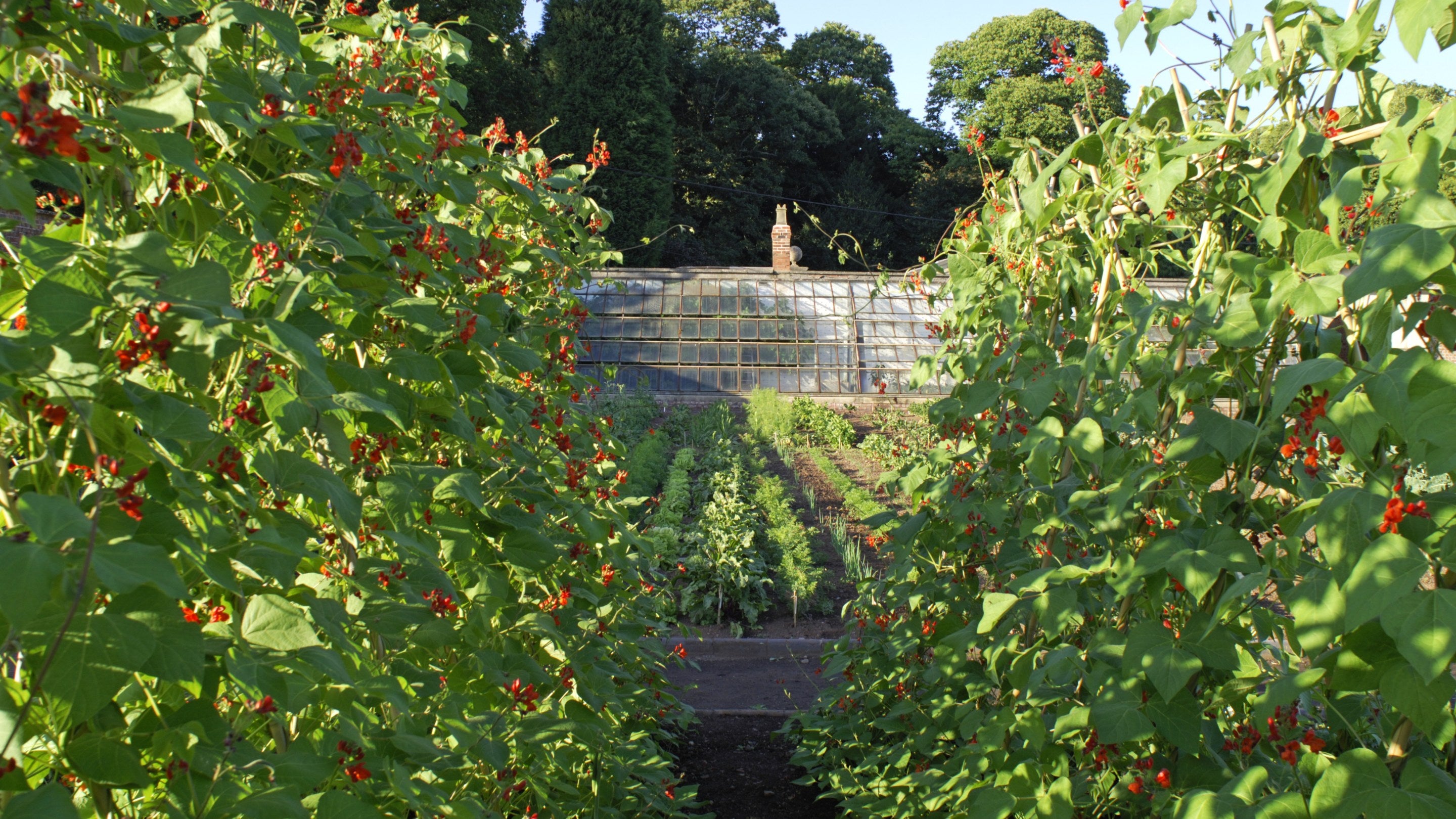 Rows of runner beans in the Kitchen Garden at Tyntesfield, Bristol