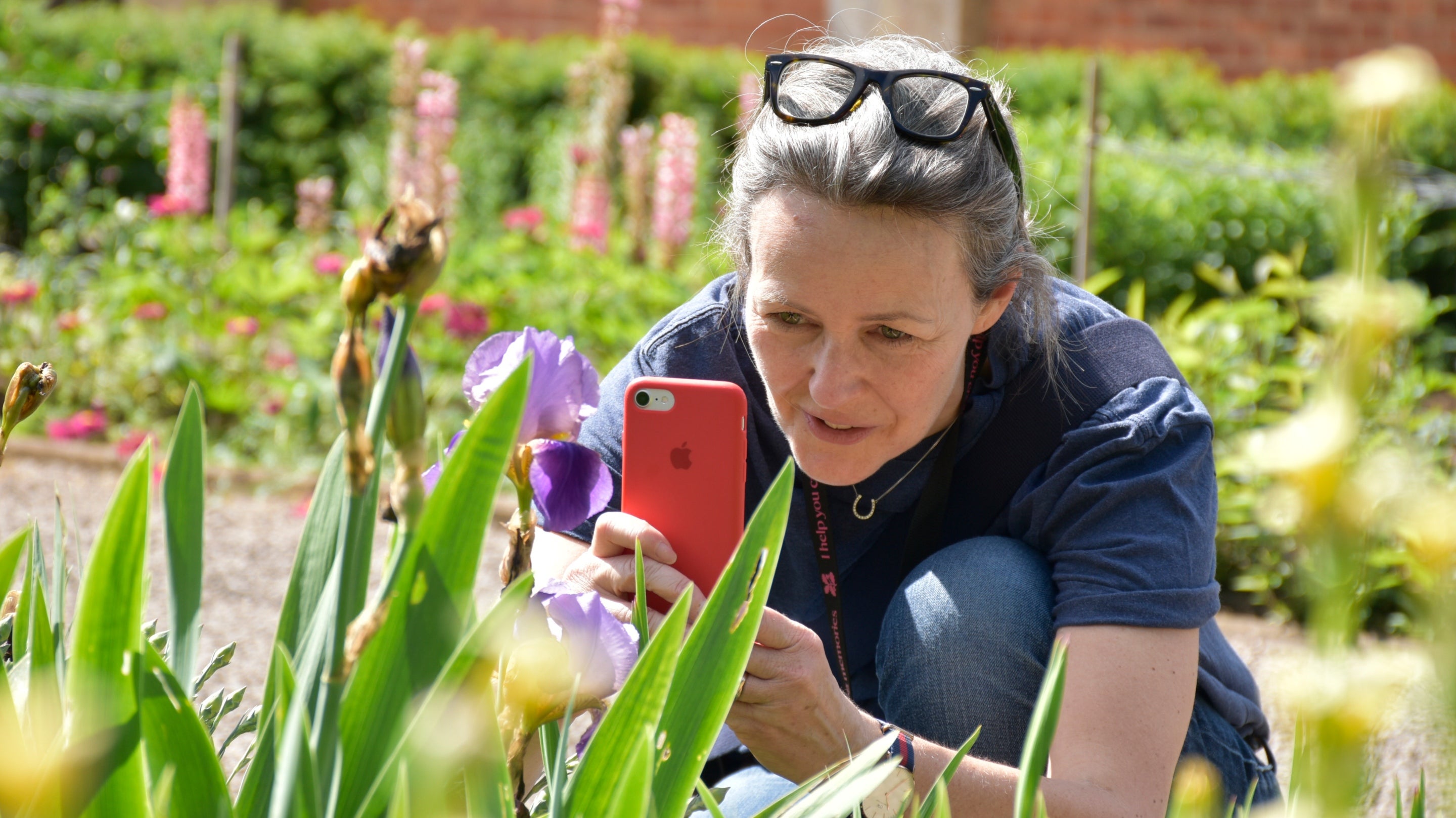 A volunteer is kneeling taking a close up picture of a spring flower
