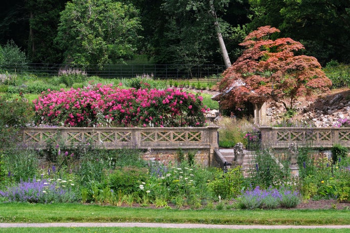 Tyntesfield's Rose Garden in June, showing a bright pink flower arch tunnel, the gazebo in the corner and the vegetation in front of the stone wall border.
