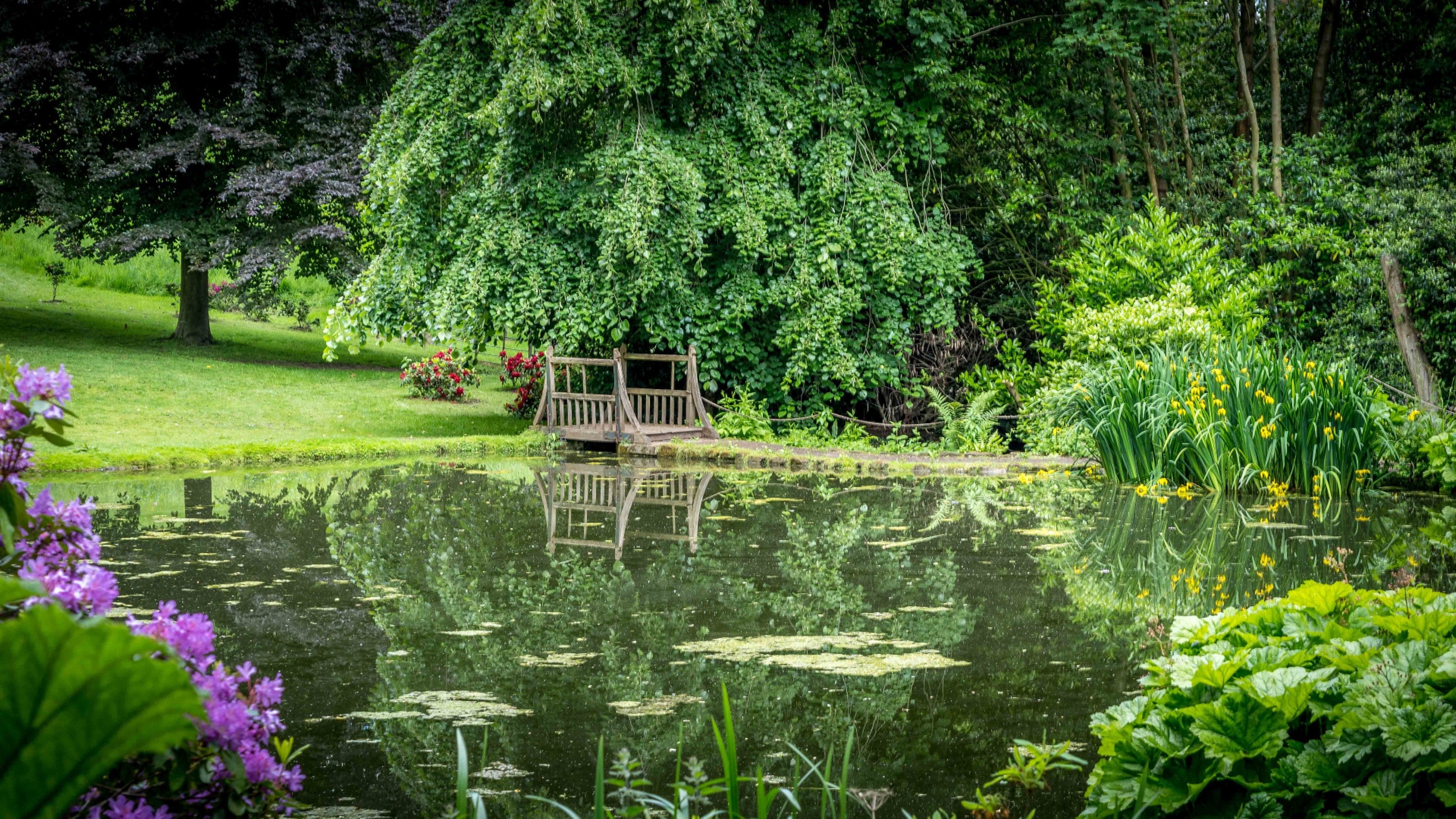 Looking over the large pool at Wightwick, with lots of summer foliage and trees in full leaf, towards the small, wooden bridge