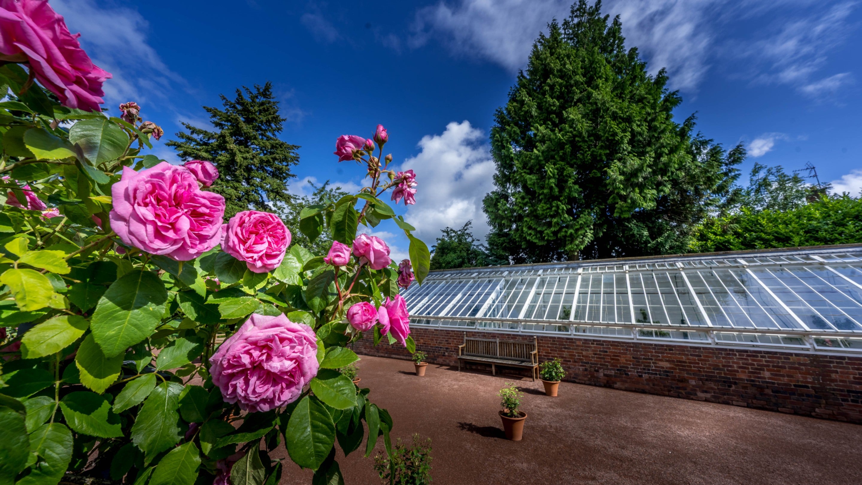 Pink roses are growing over the arbour in the foreground, with the glass Peach House in the background in the Kitchen Garden at Wightwick Manor and Gardens