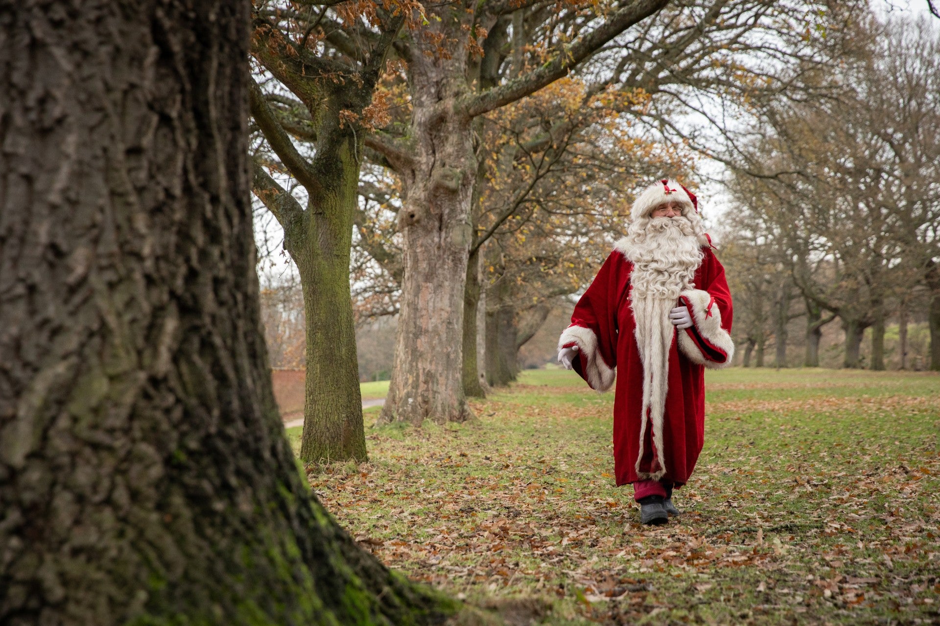 Father Christmas strolls down an avenue of autumnal trees