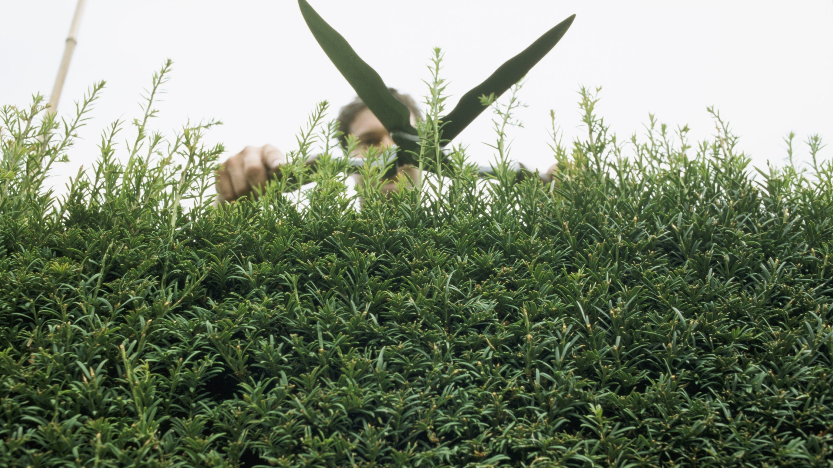 A gardener trimming a hedge at Anglesey Abbey