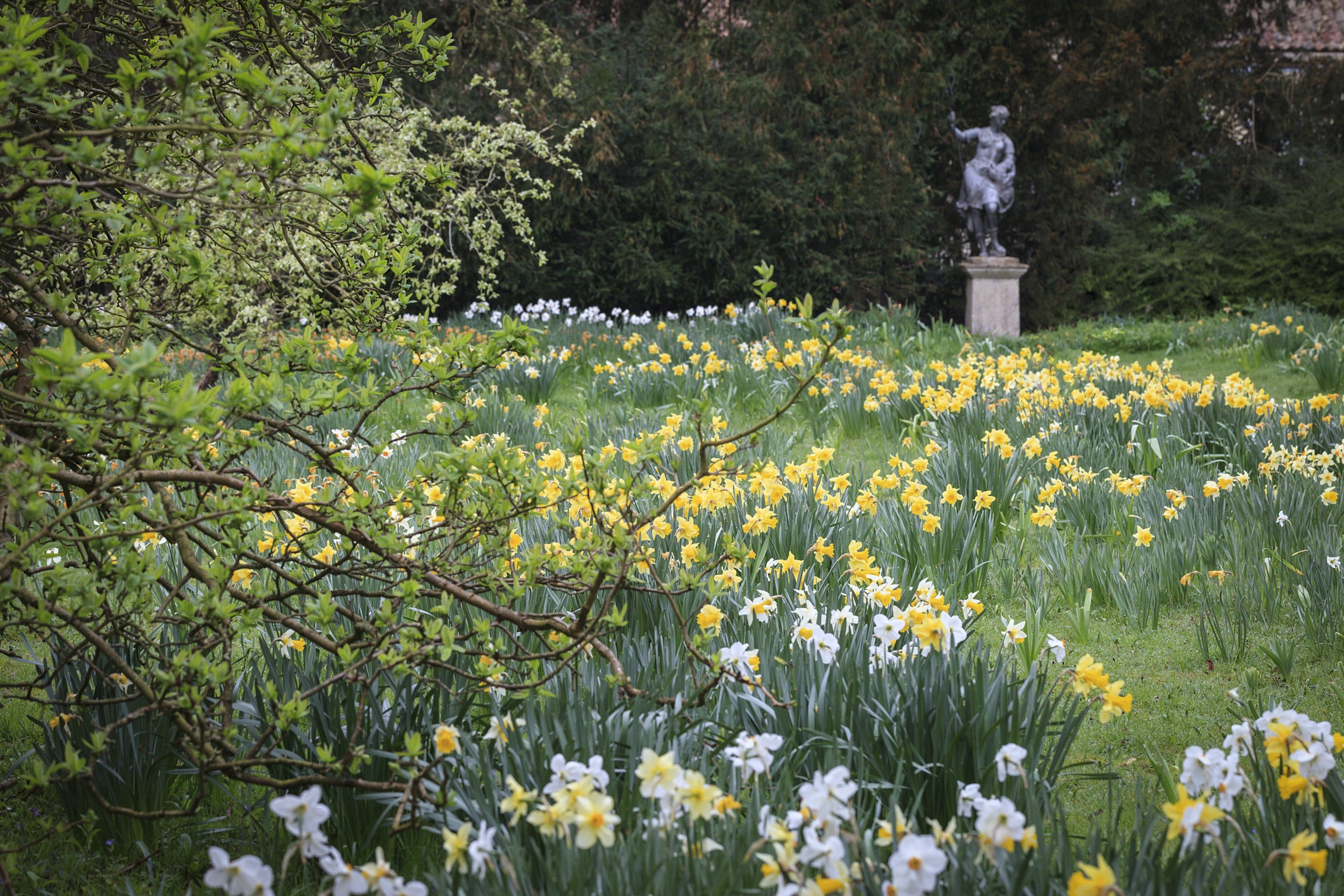 Daffodils in a garden at Anglesey Abbey