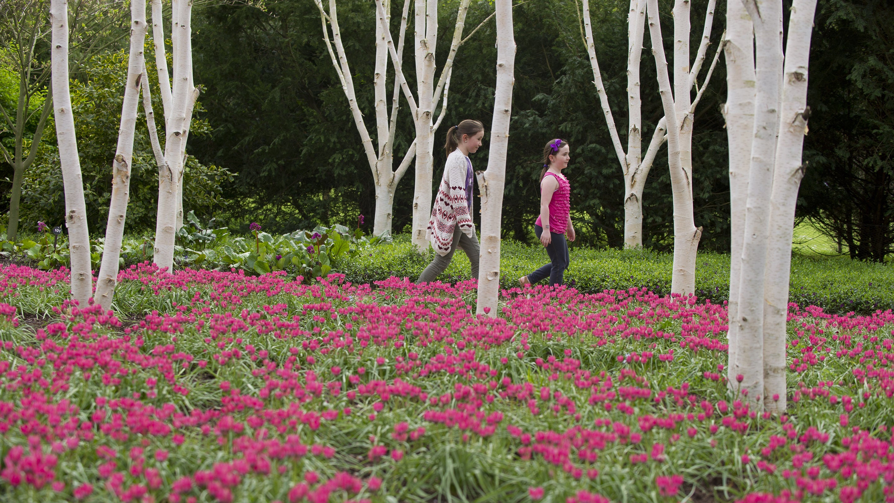 Two girls walking along a path behind a stand of silver birch trees. In the foreground is a blooming carpet of small, pink, tulips