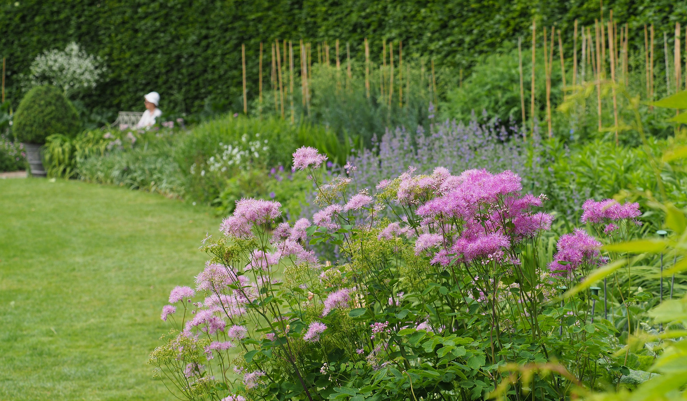 A photo of purple flowers blooming in a summer herbaceous border