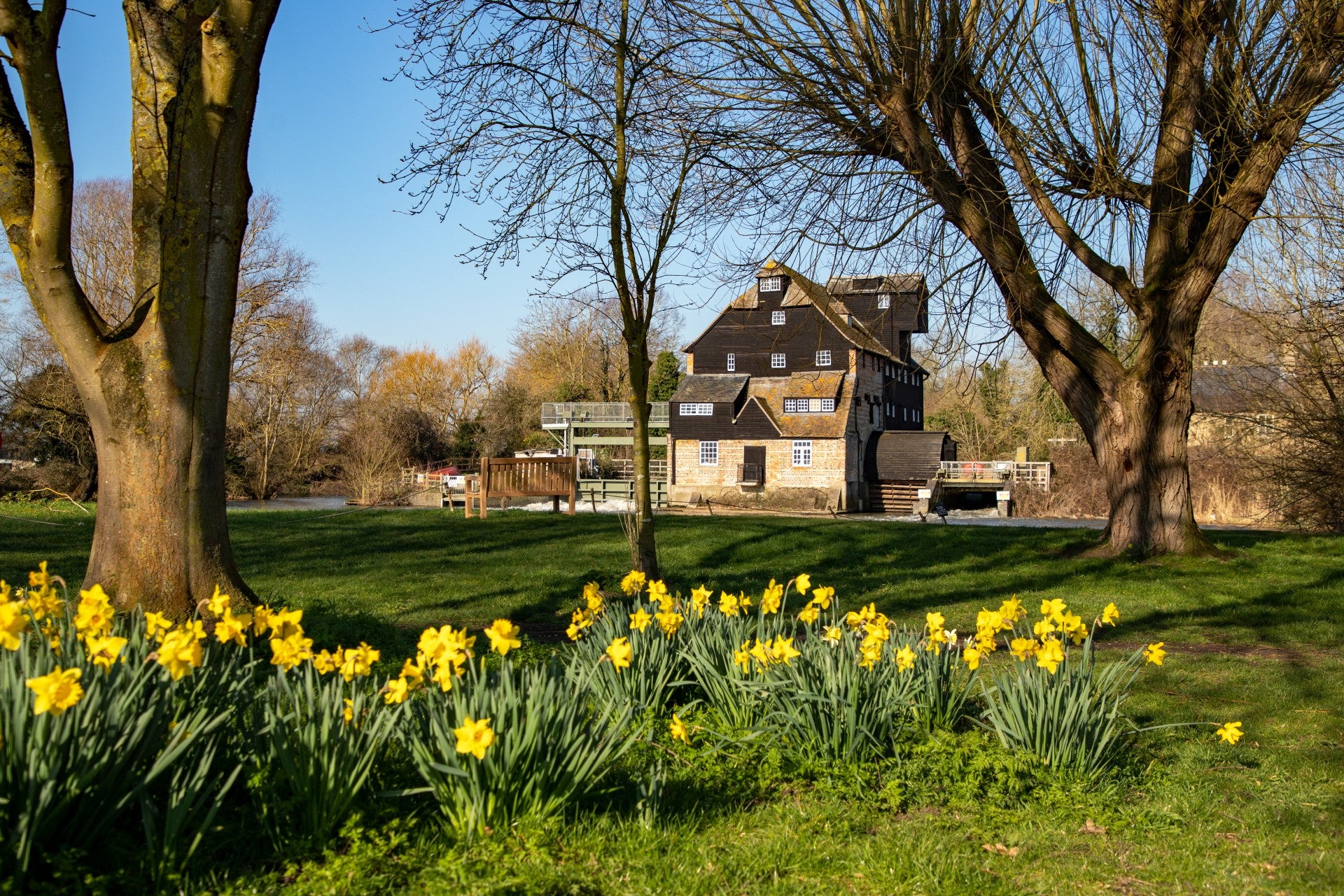 Daffodils on the bank at Houghton Mill by the river