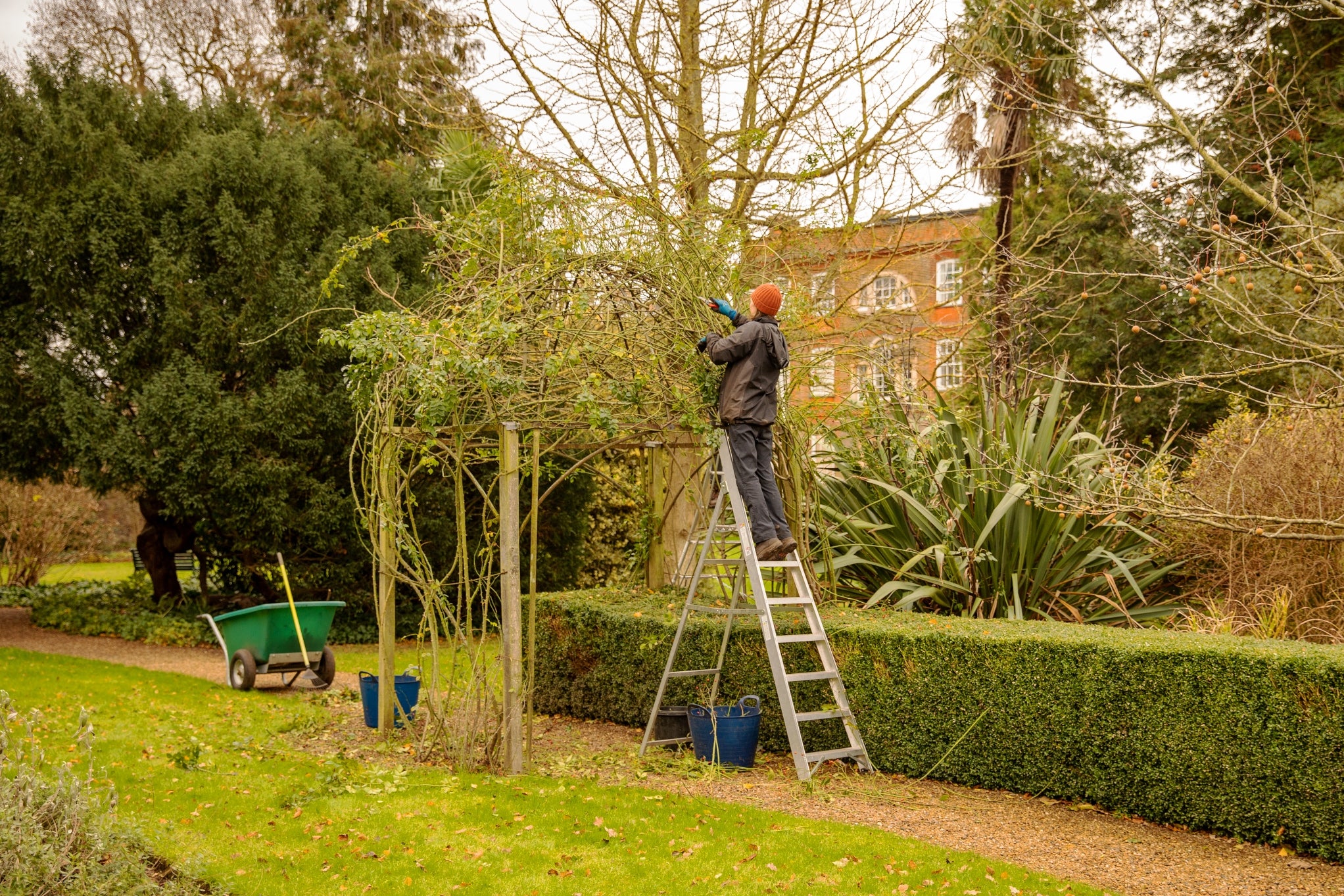 Winter pruning of the Rose Arch at Peckover Gardens.