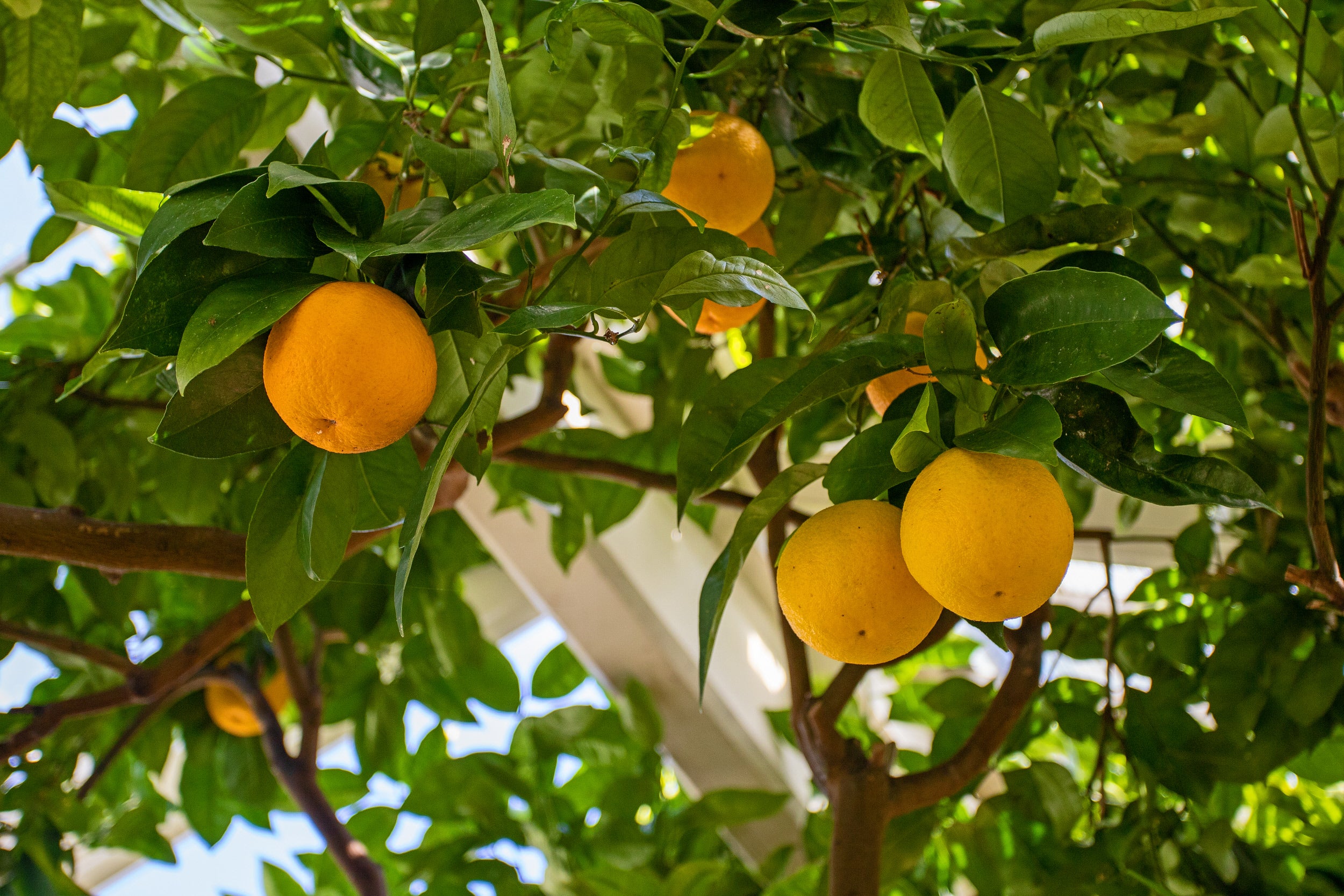 a picture of the fruiting orange trees in the orangery at Peckover House.