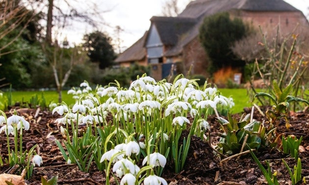 Snowdrops in the foreground with The Reed Barn in the background in the gardens at Peckover House.
