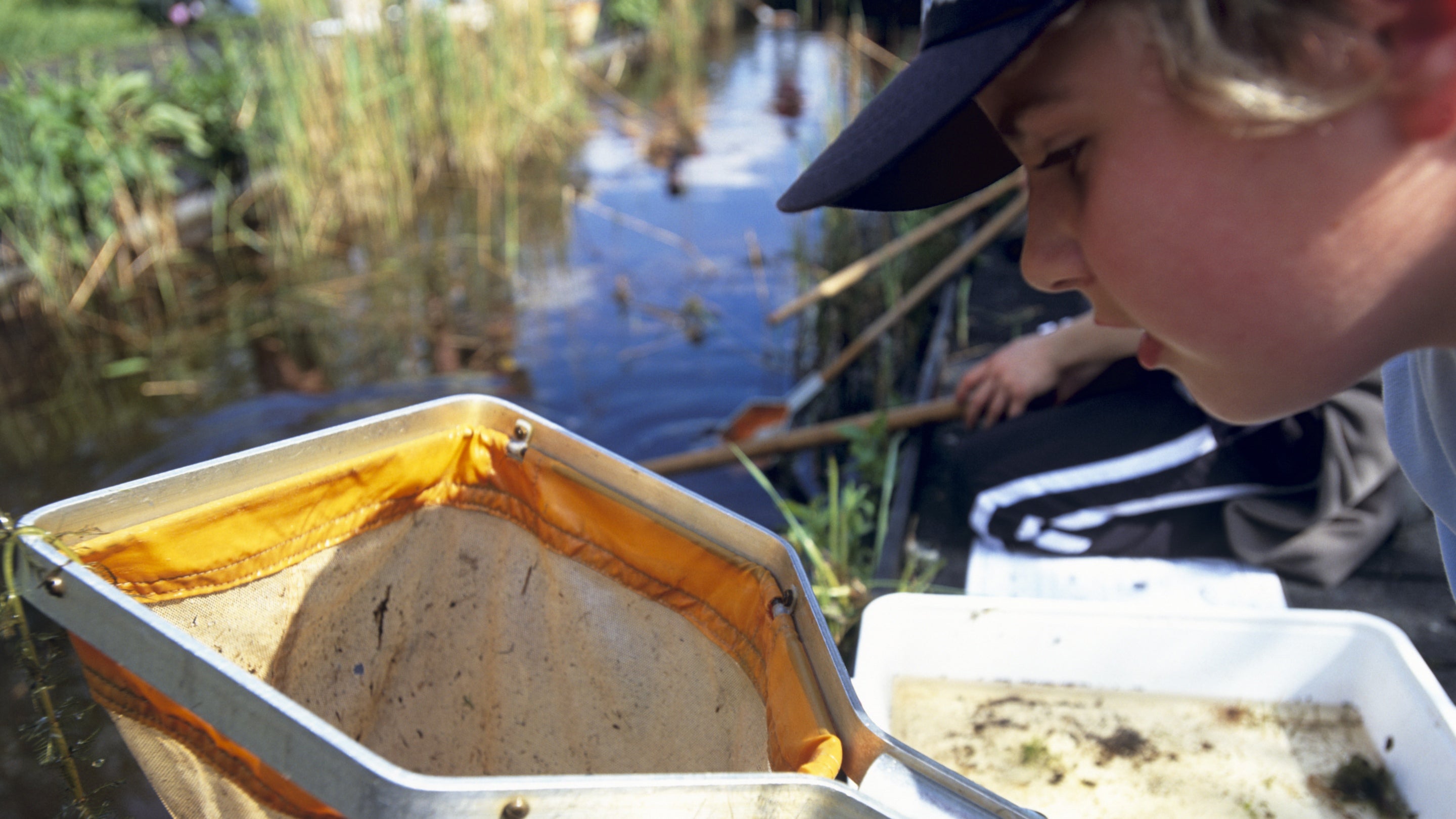 A child looking into a pond-dipping net at Wicken Fen National Nature Reserve, Cambridgeshire.