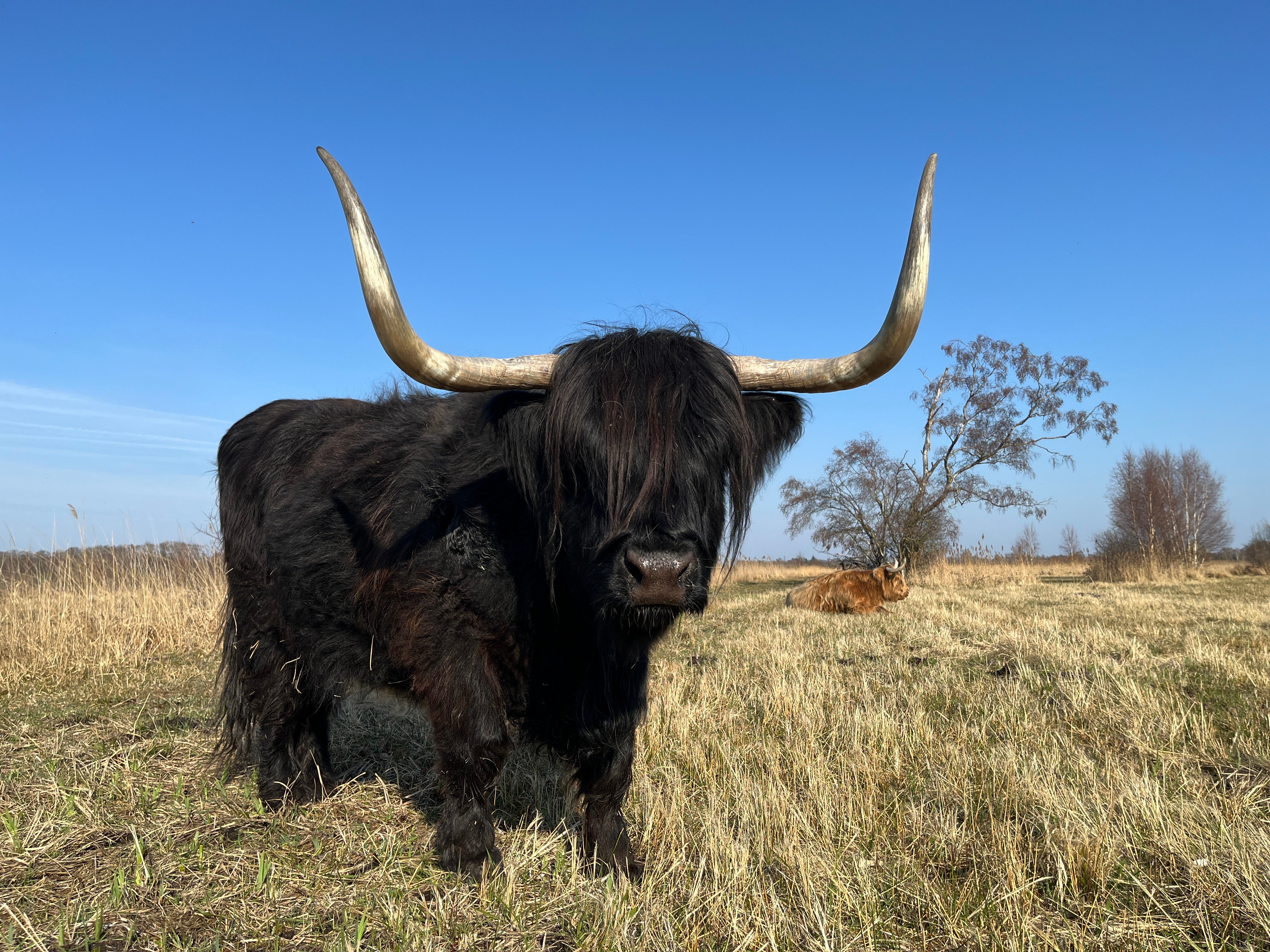 A black Highland cow with large horns, stood on a wild patch of wetland nature reserve in spring, under a blue sky, with a red Highland cow sat in the distance behind her
