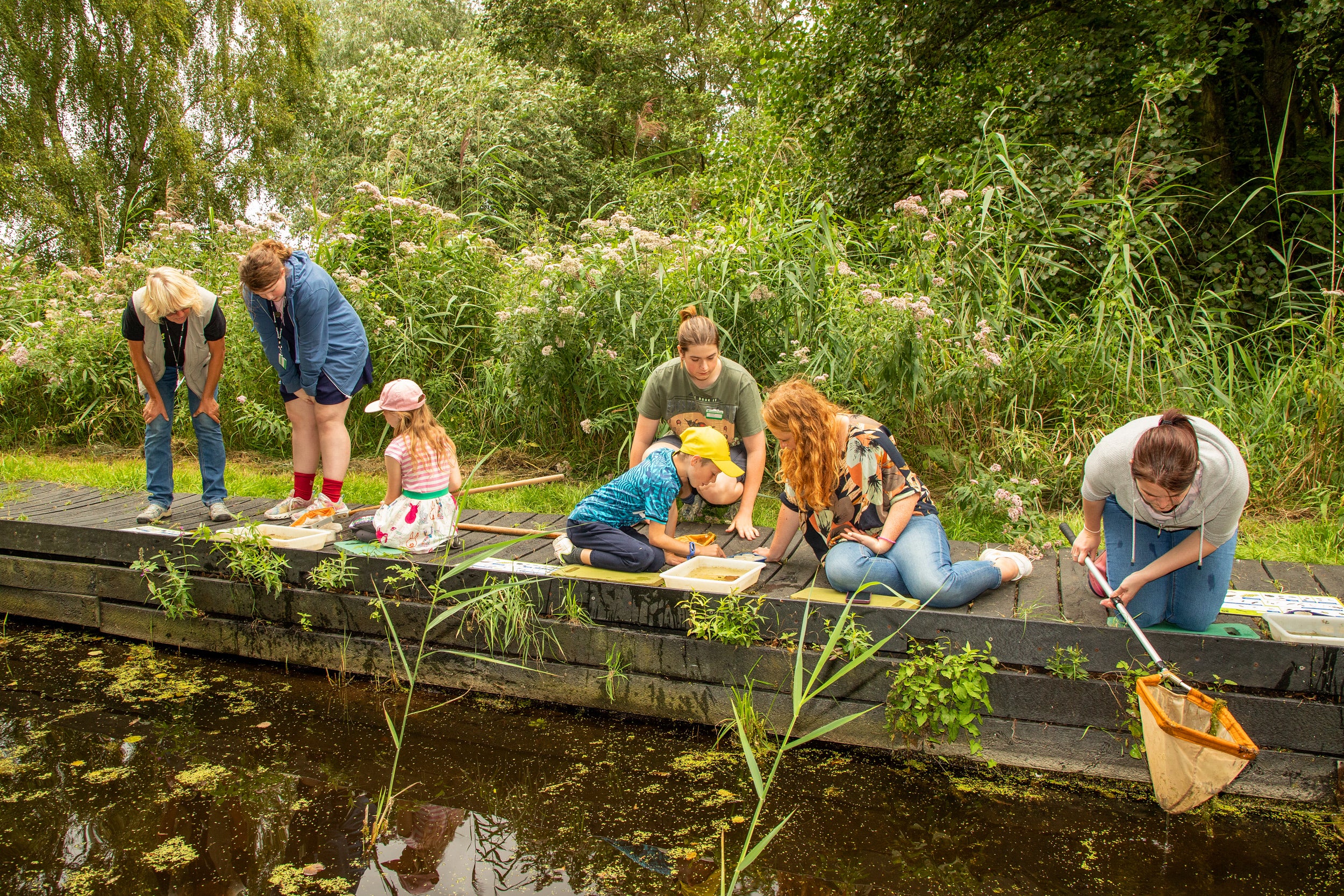 A mixture of adults and children dipping nets into a pond