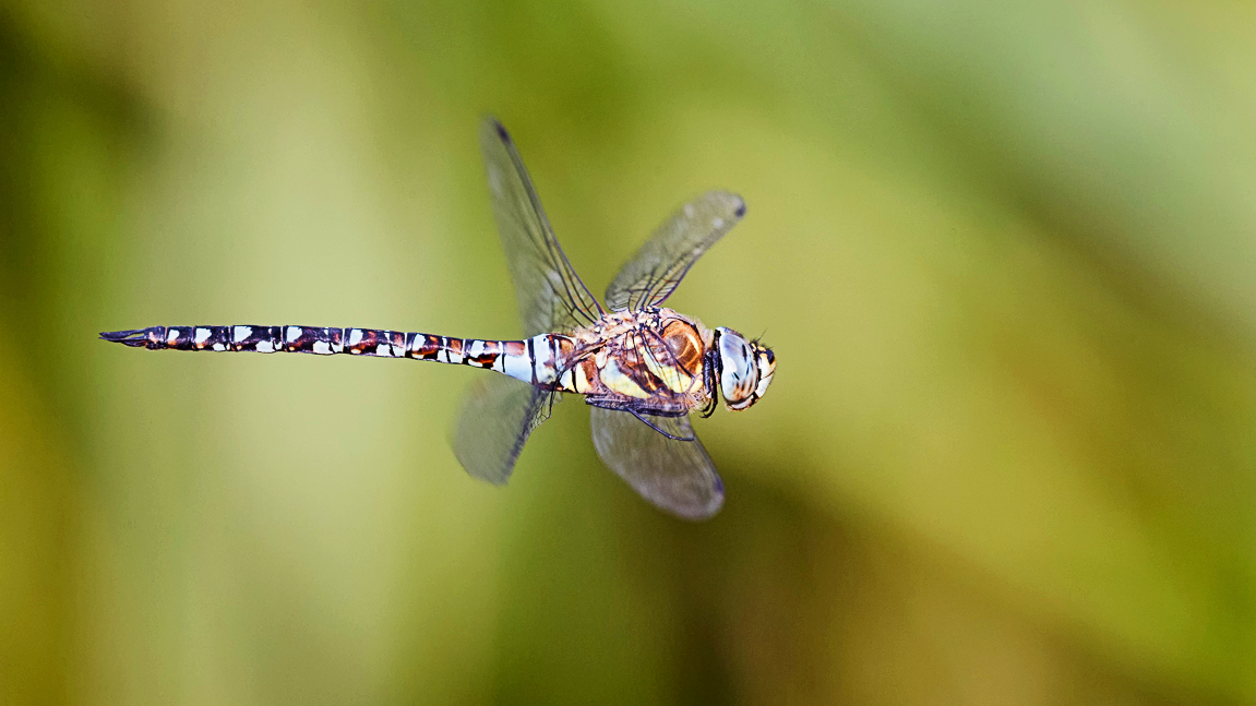 Migrant Hawker Dragonfly at Wicken Fen in Cambridgeshire