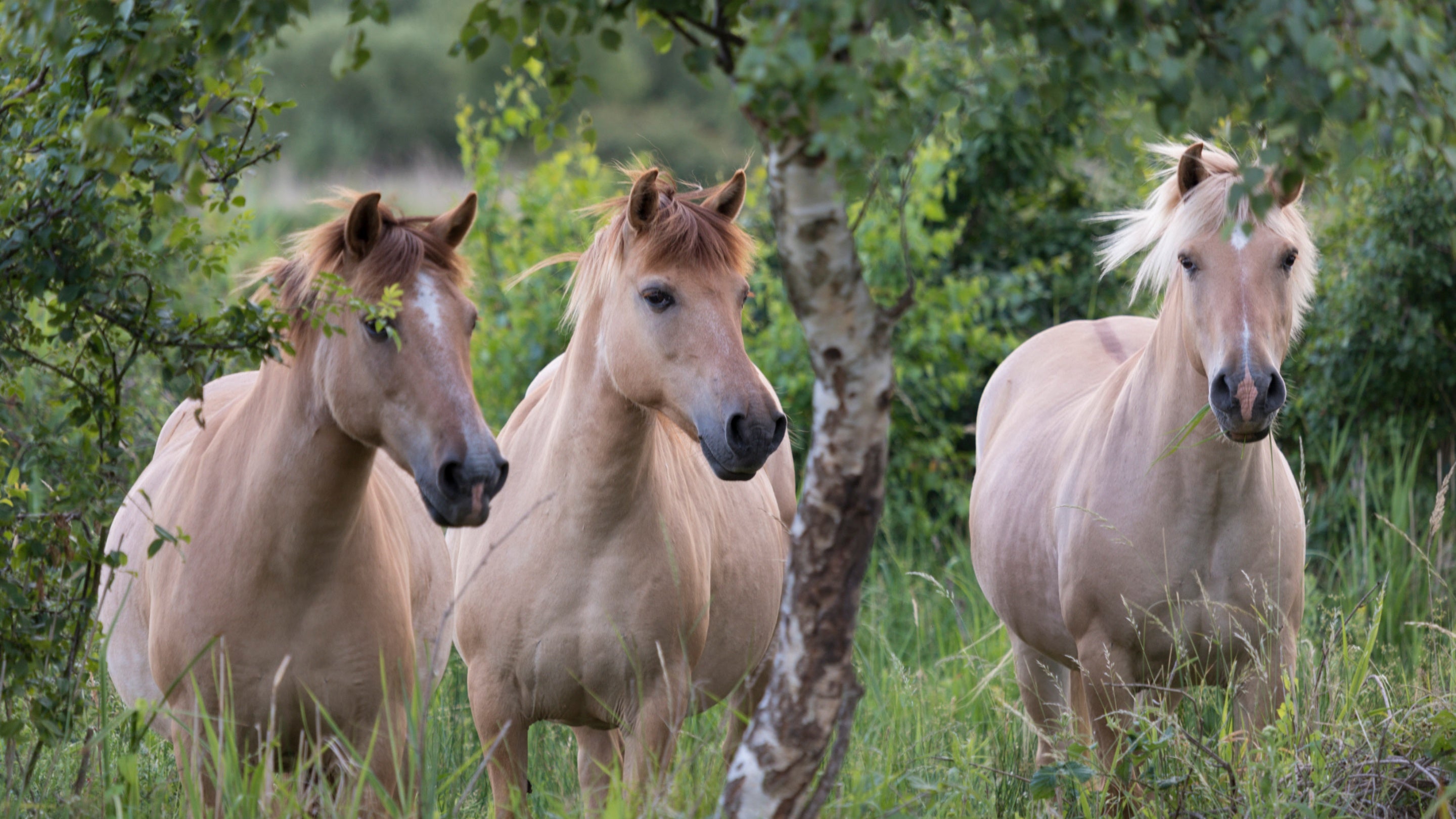 Ponies during summer time at the Wicken Fen Nature Resverve, Cambridgeshire