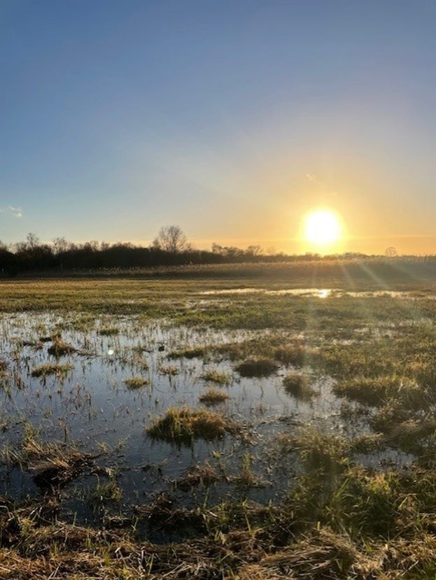 The sun setting behind a wet field in winter