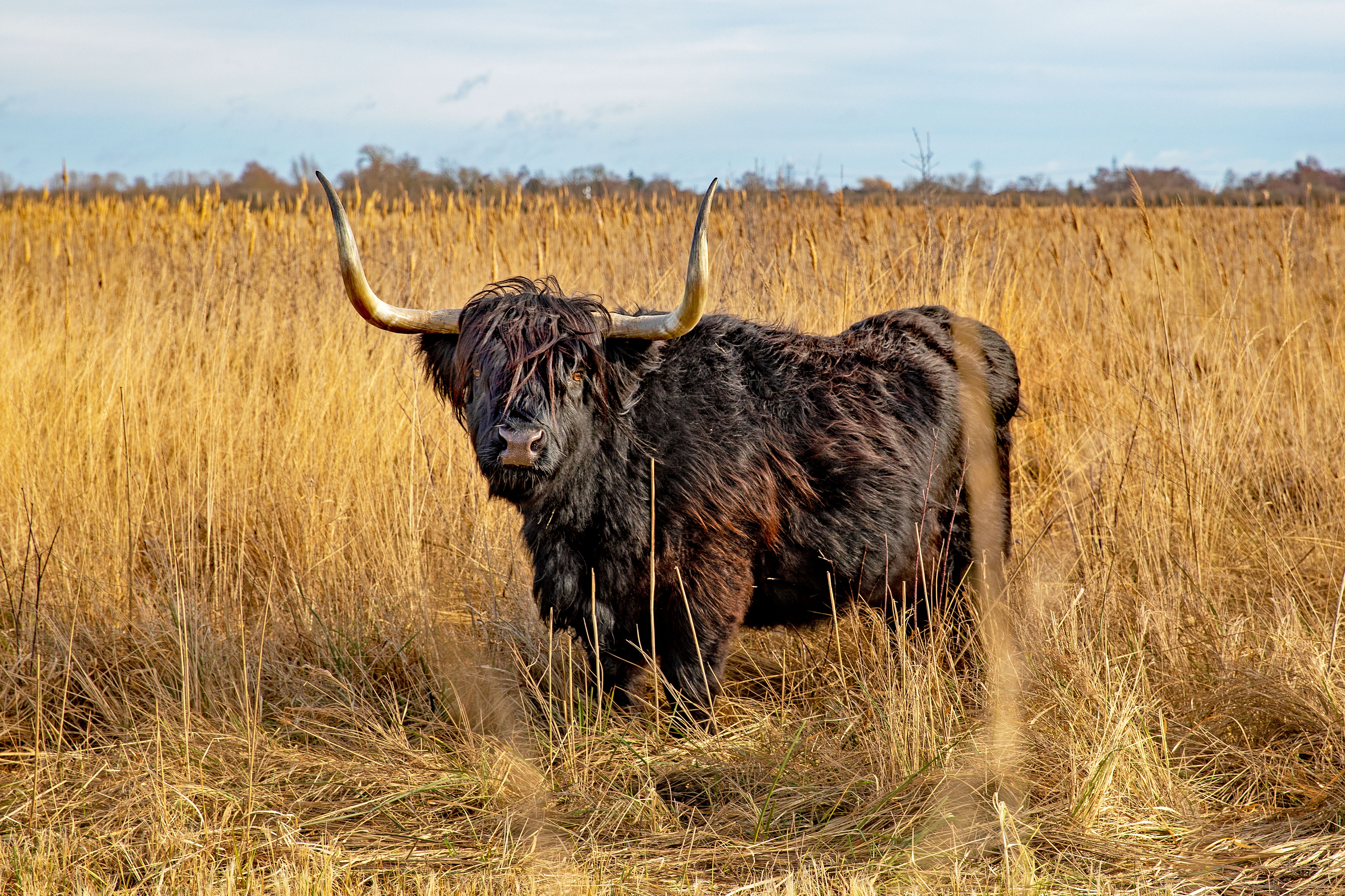 A black Highland cow photographed outdoors on a wetland nature reserve
