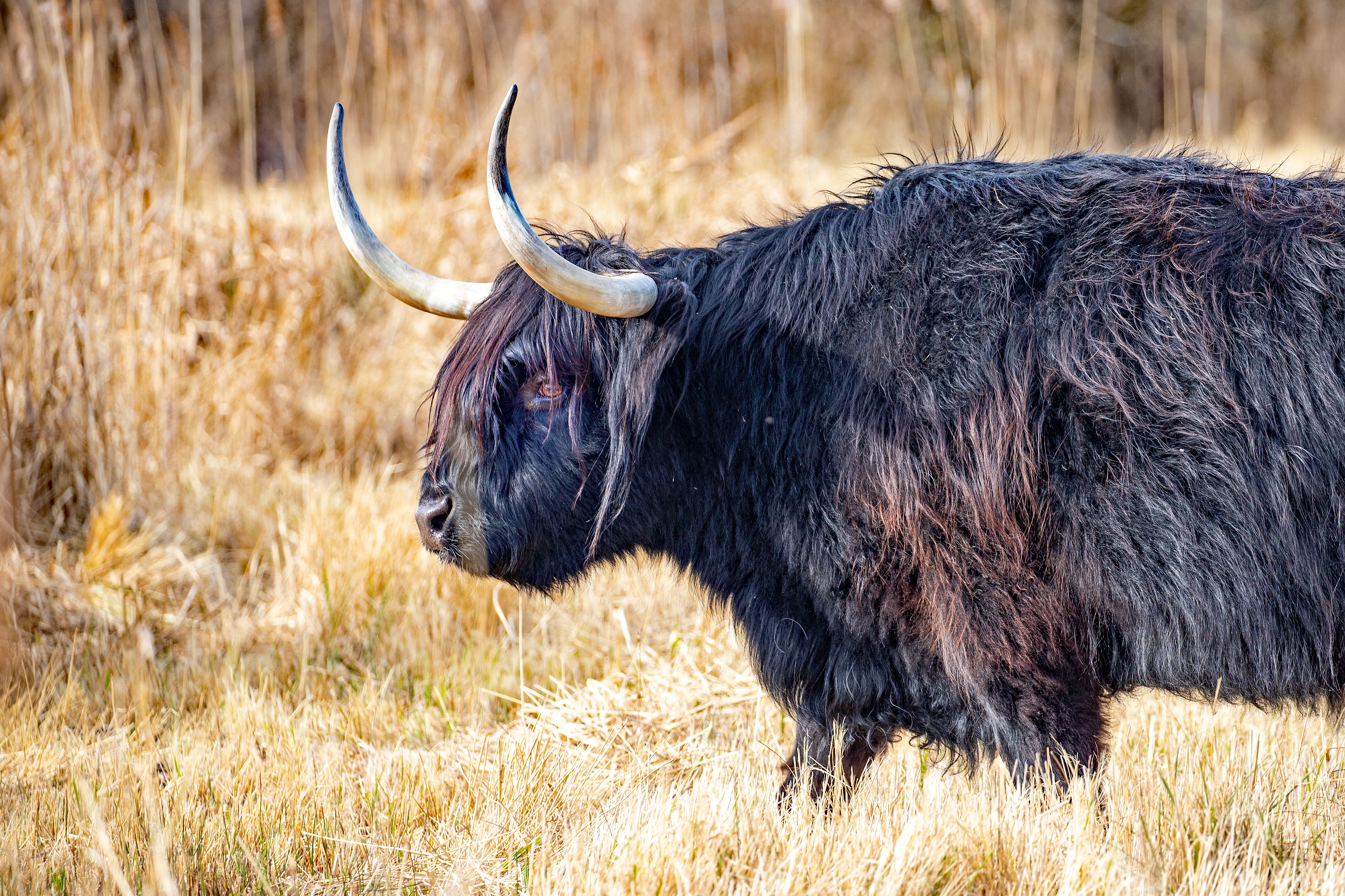 A black highland cow grazing on grass in late winter/ early spring, with golden reeds in the background