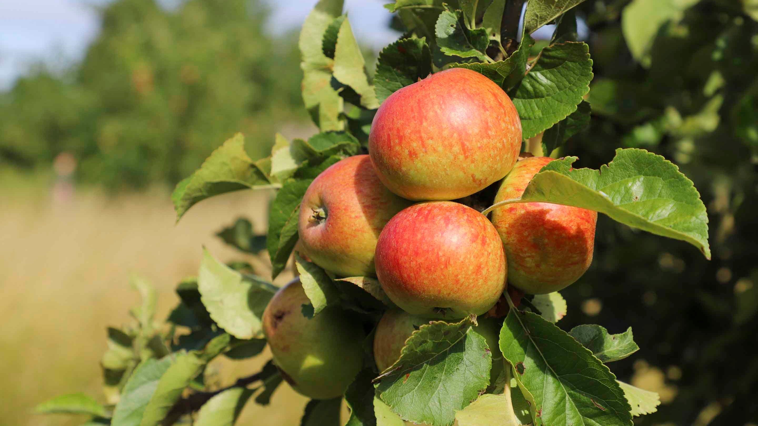 Apples near the Walled Garden in July at Wimpole Estate, Cambridgeshire