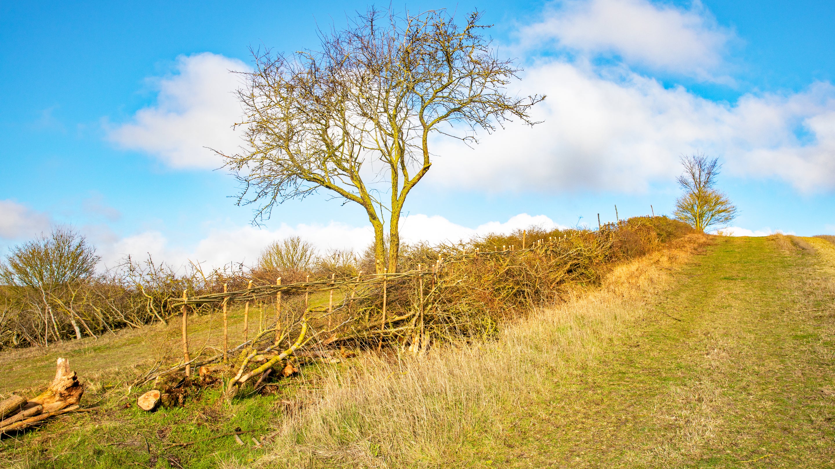 Hedgerow restoration project taking place at Wimpole Estate