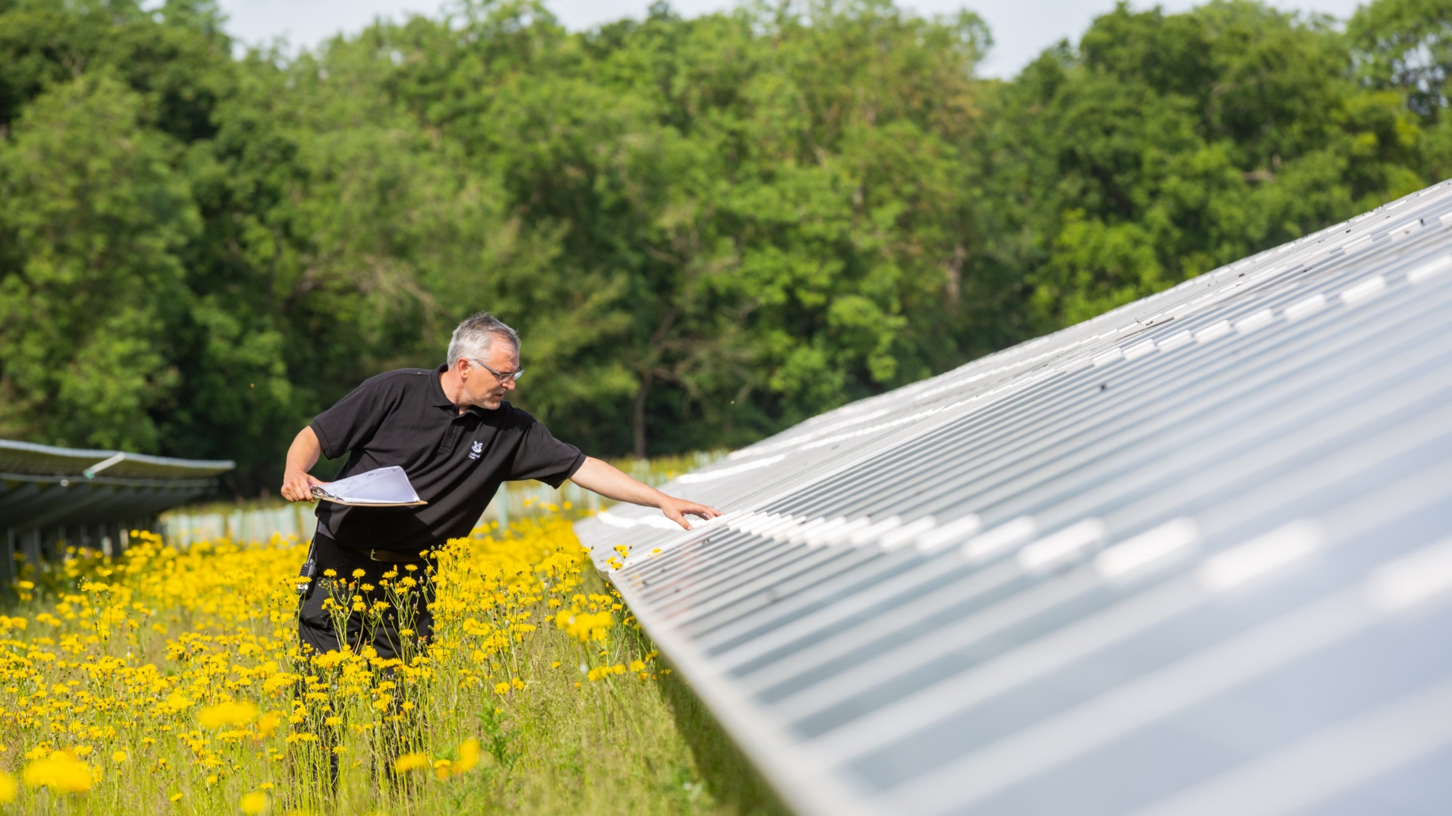 A member of staff leans over the structure that looks like a large greenhouse to check the conditions. He is outside in a field with yellow plants.