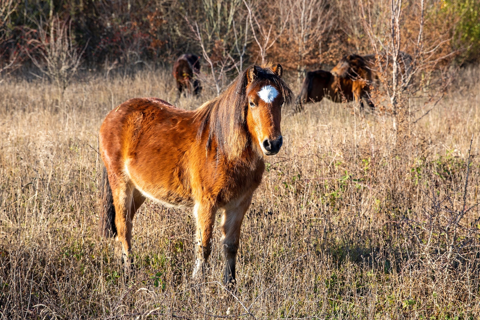 A Darmoor pony stands and looks at the camera stood in their new wood pasture