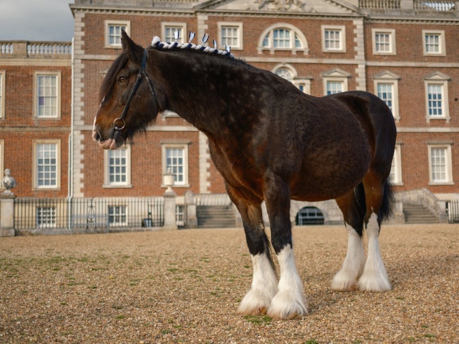 Queenie the Shire Horse at Wimpole