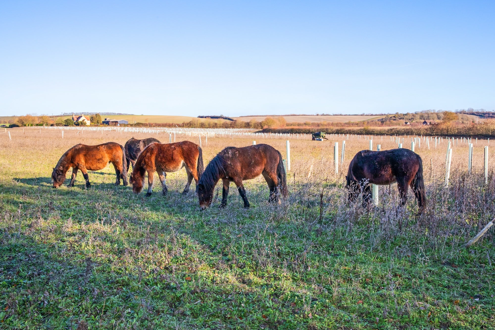 Dartmoor ponies grazing wood pasture at Wimpole Estate