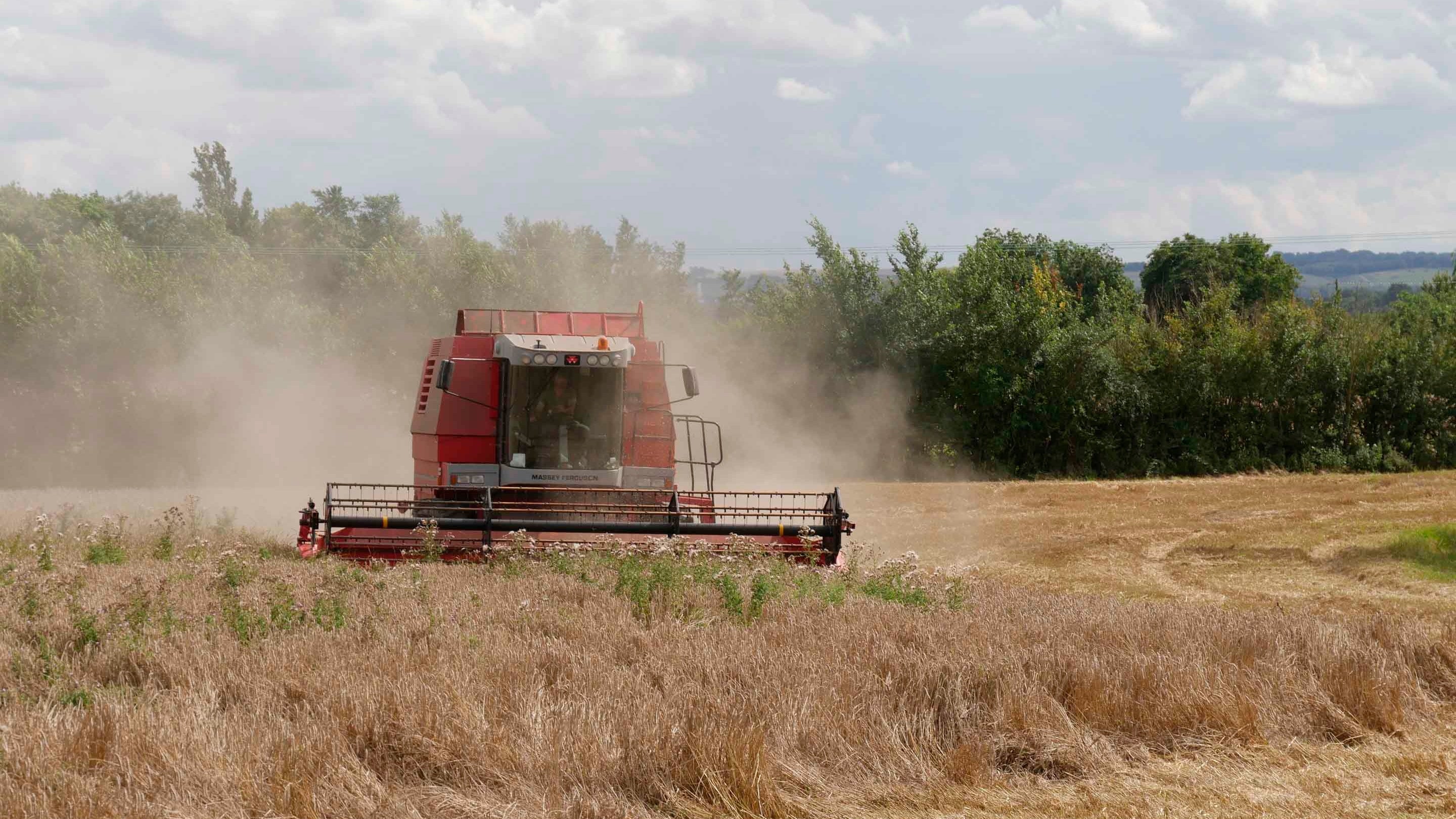 Combine harvester harvesting wheat on the estate at Wimpole, Cambridgeshire