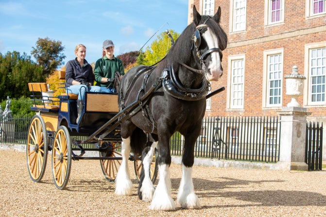 Jasper the Shire Horse at Wimpole