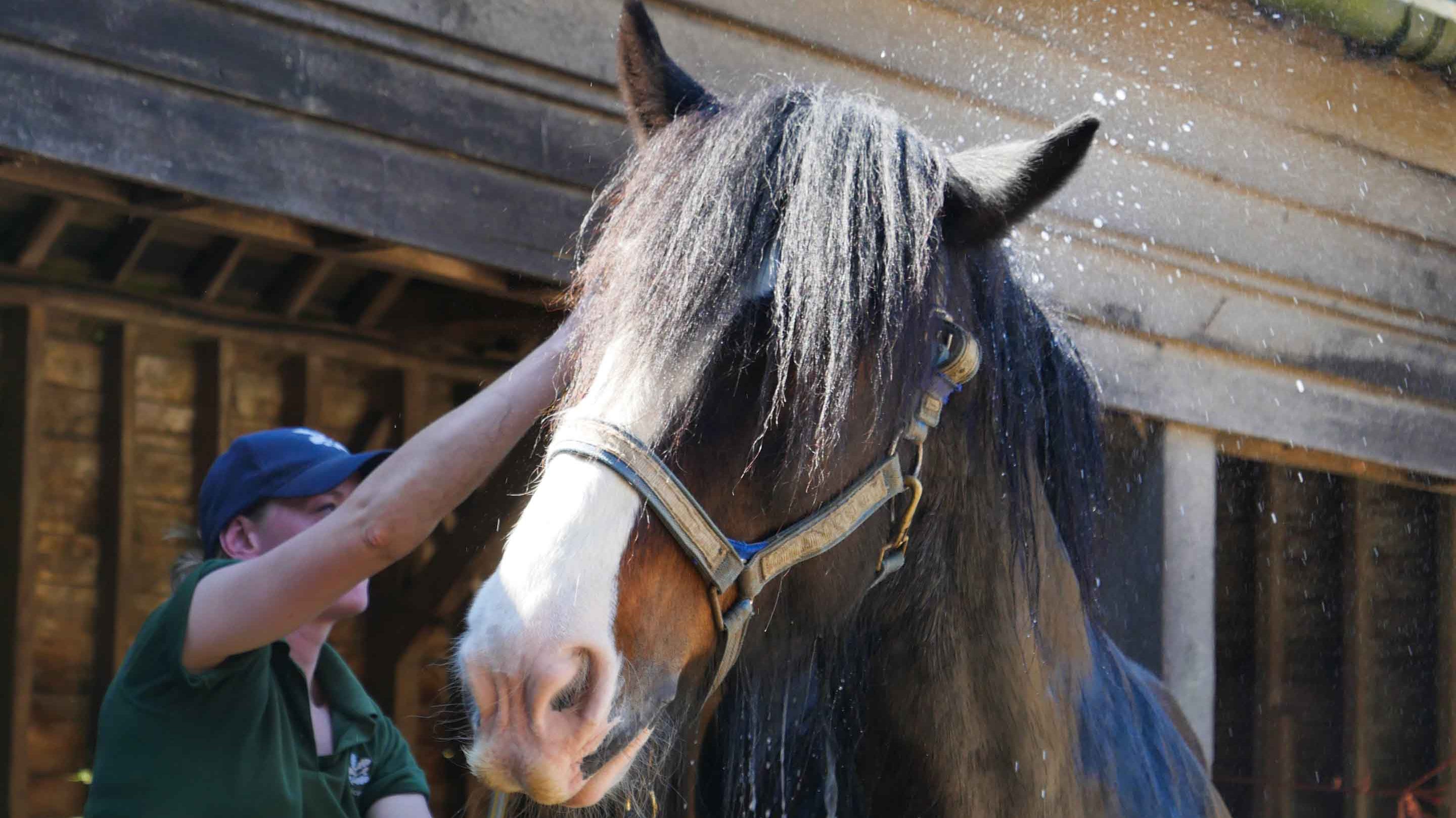 Shire horse being hosed down with water on Home Farm, Wimpole, Cambridgeshire