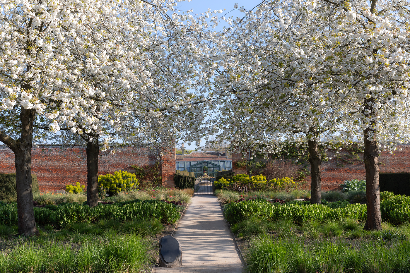 Entrance to the Walled Garden and white cherry trees Prunus avium "Plena" in early May at Wimpole Estate, Cambridgeshire