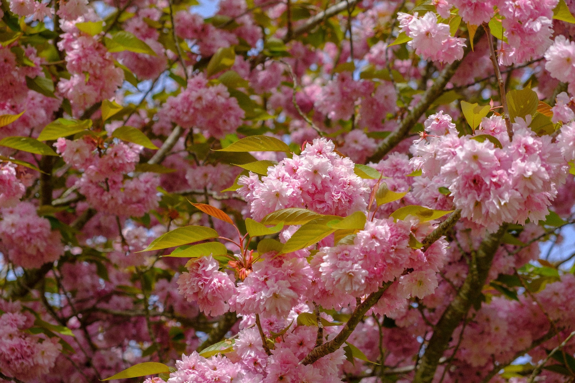 Pink blossom on a tree at Wimpole Estate, Cambridgeshire